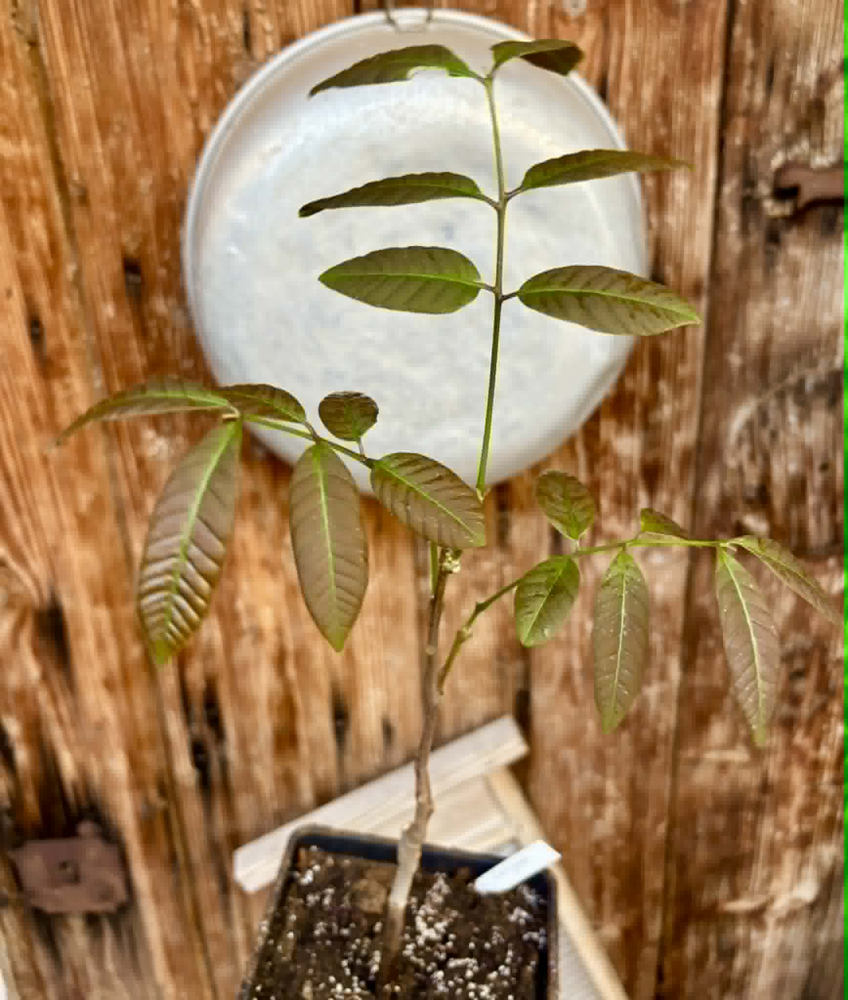 over 2 years old - Longan (Dimocarpus longan) - 1 potted plant / 1 getopfte Pflanze