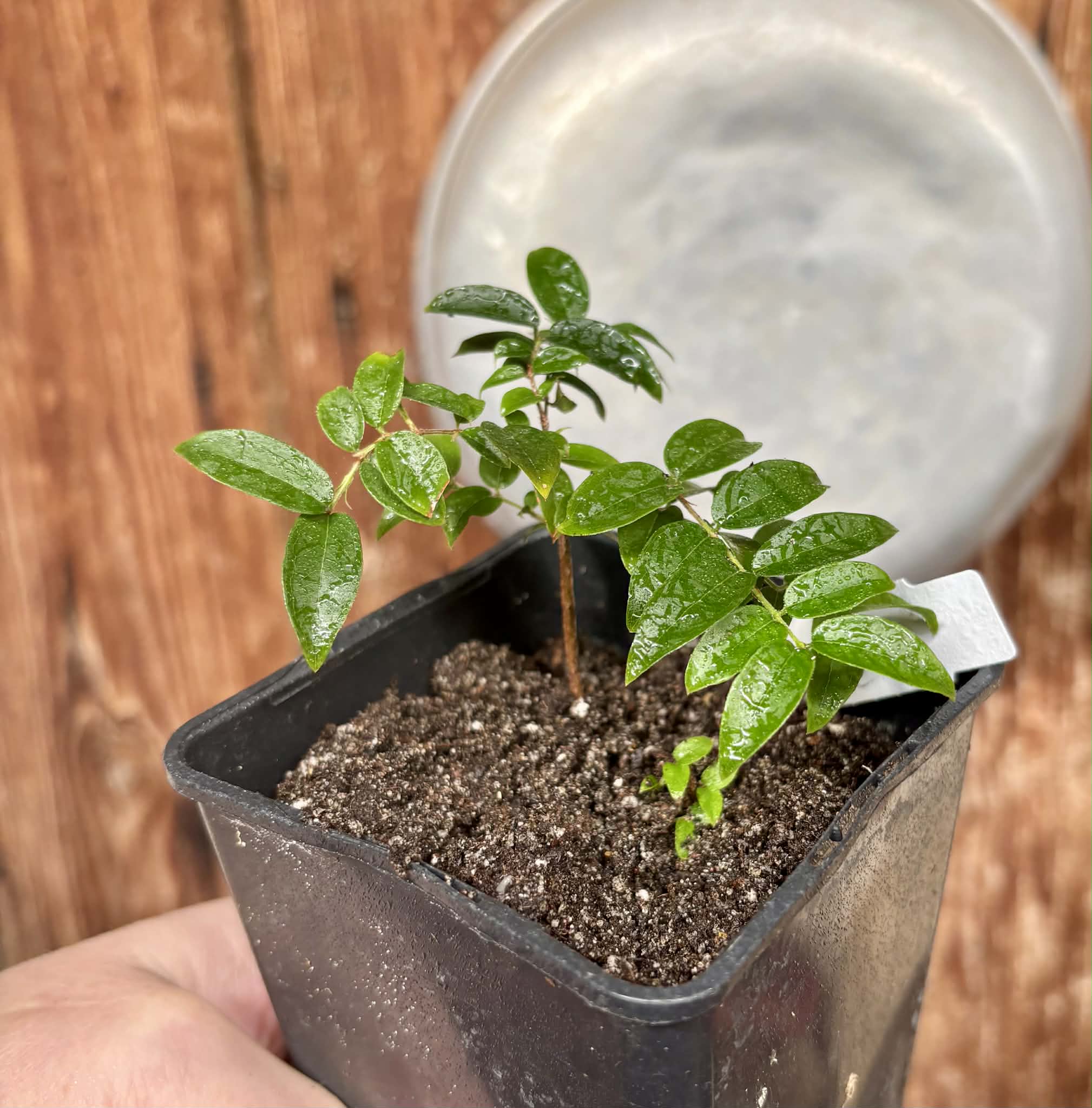 Jaboticaba - Plinia sp Esarme -  1 potted plant / 1 getopfte Pflanze