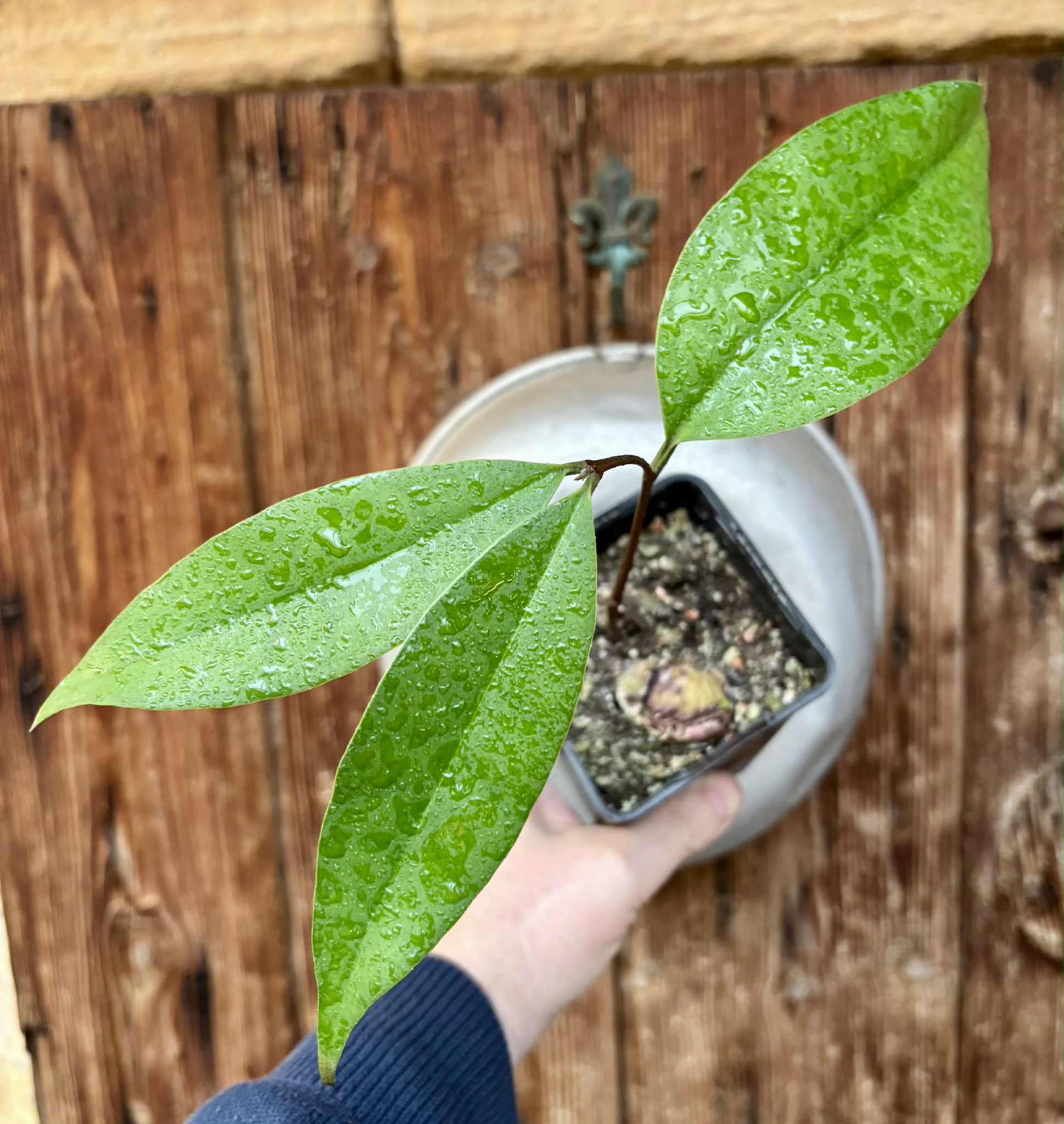 Eugenia sp Maca BIG -  1 potted seedling / 1 getopfter Sämling