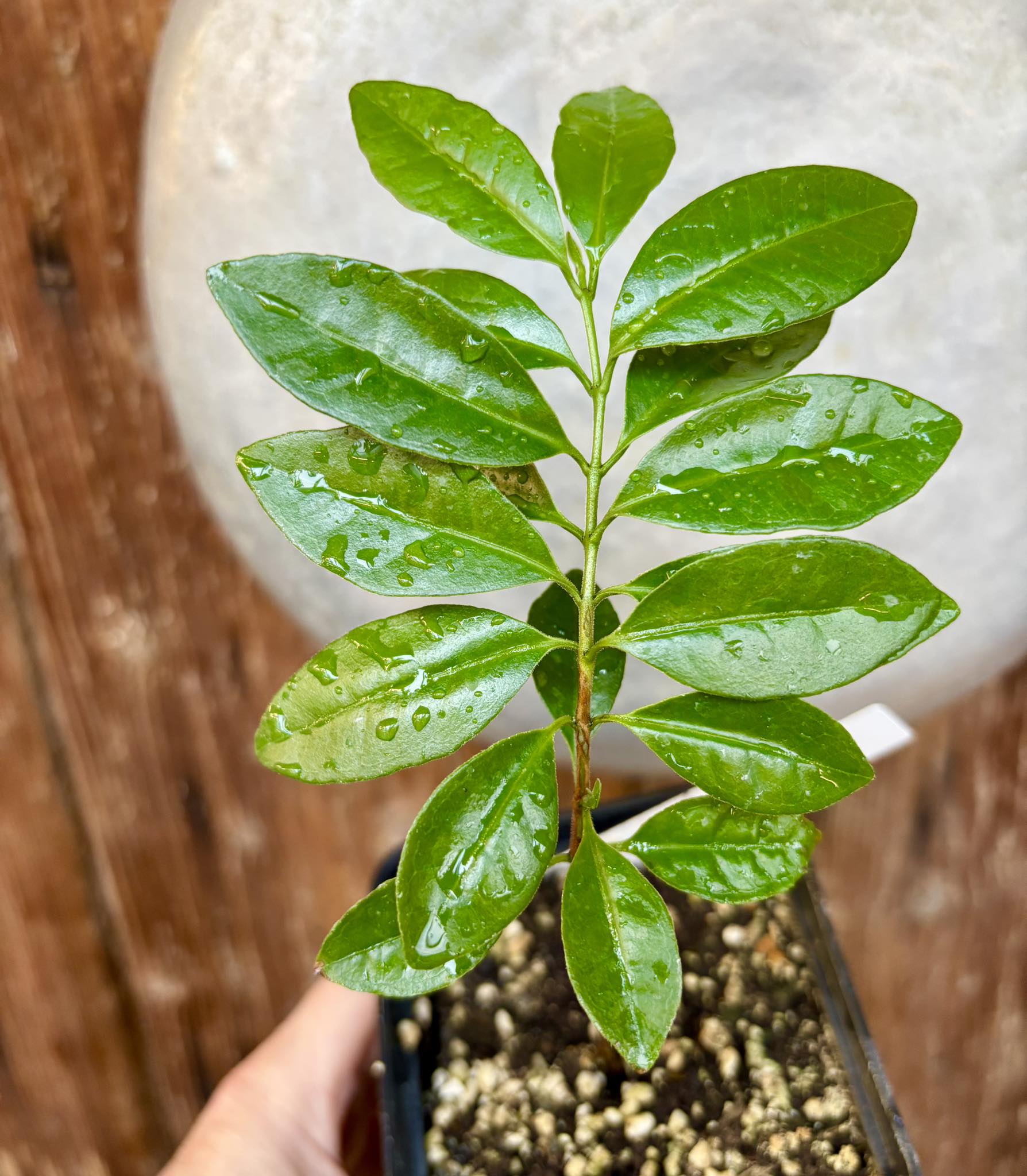 ARAÇA-AÇU (Psidium arboreum)  - 1 potted seedling / 1 getopfter Sämling
