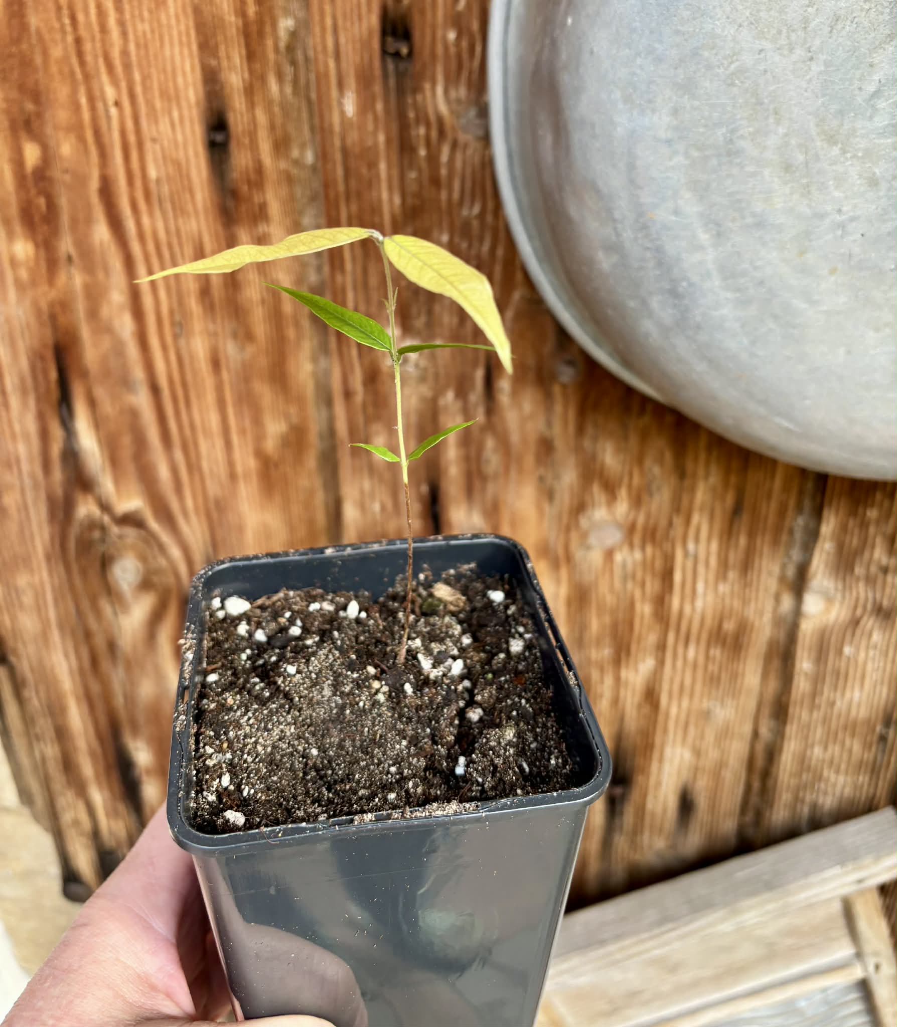 Myrciaria sp Jaboticaba - 1 potted seedling / 1 getopfter Sämling
