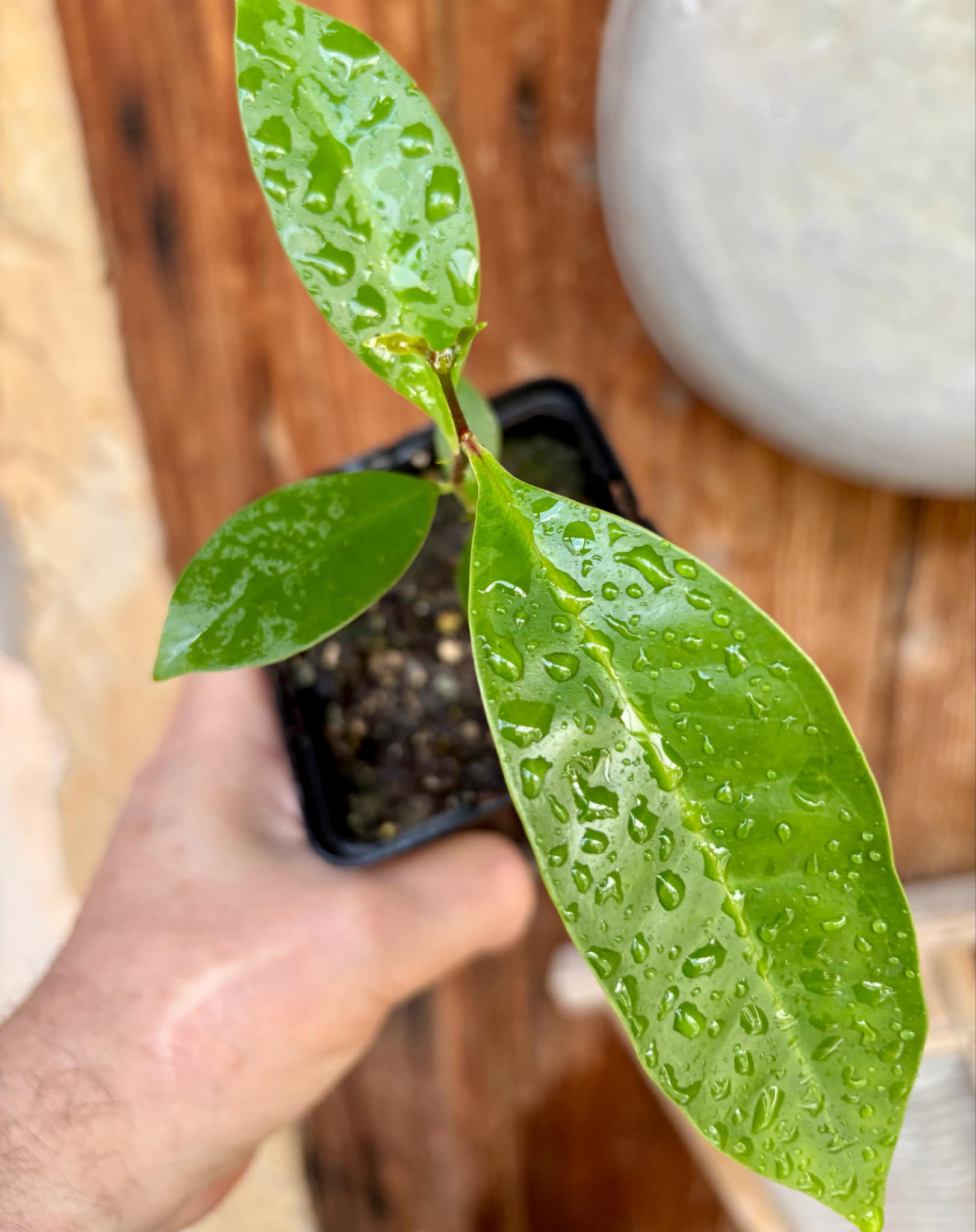 Syzygium sp Khao Luang - 1 potted plant / 1 getopfte Pflanze Syzygium sp Khao Luang - 1 potted plant / 1 getopfte Pflanze