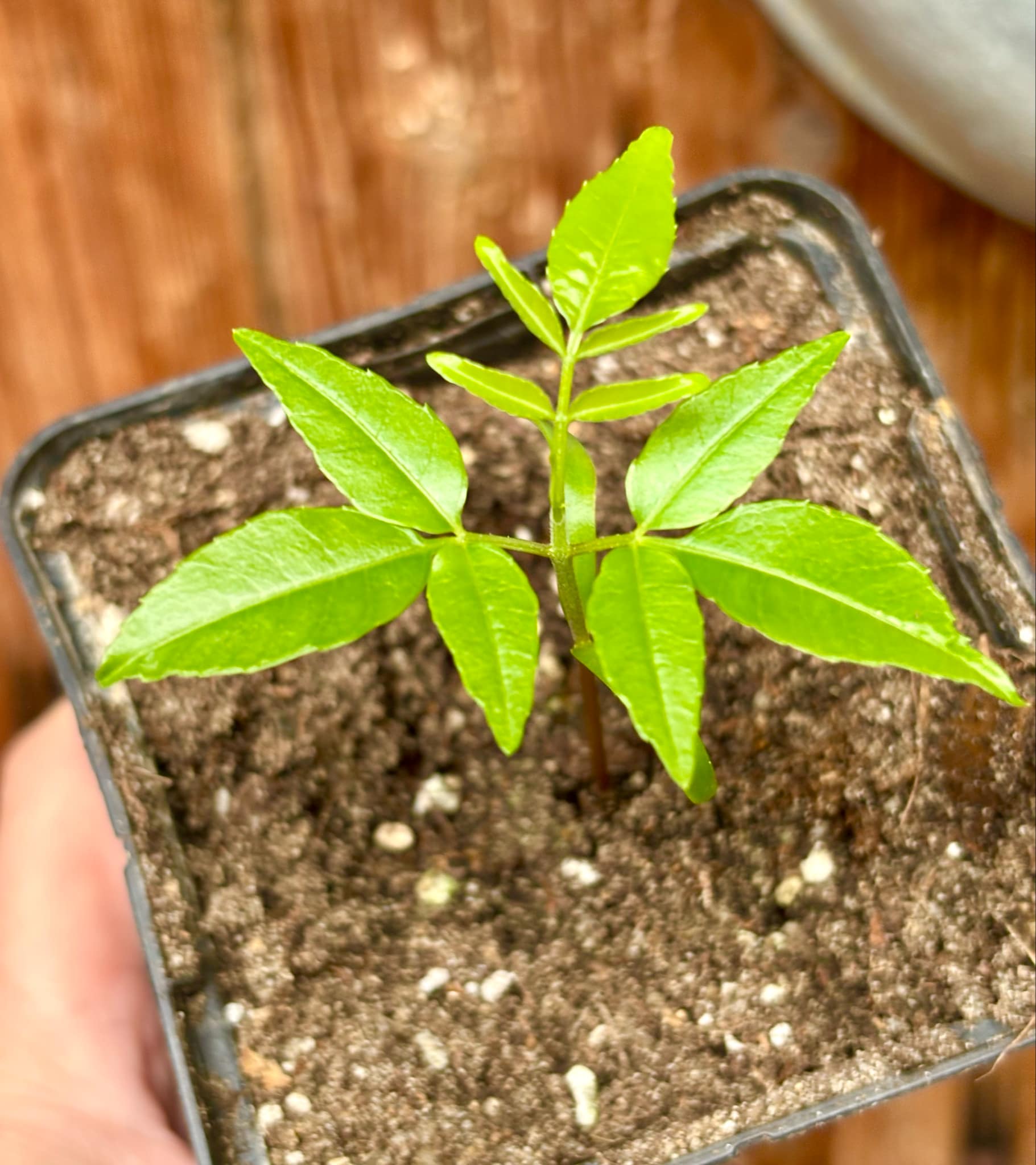 Spondias dulcis - 1 small potted seedling / 1 kleiner, getopfter Sämling Spondias dulcis - 1 small potted seedling / 1 kleiner, getopfter Sämling