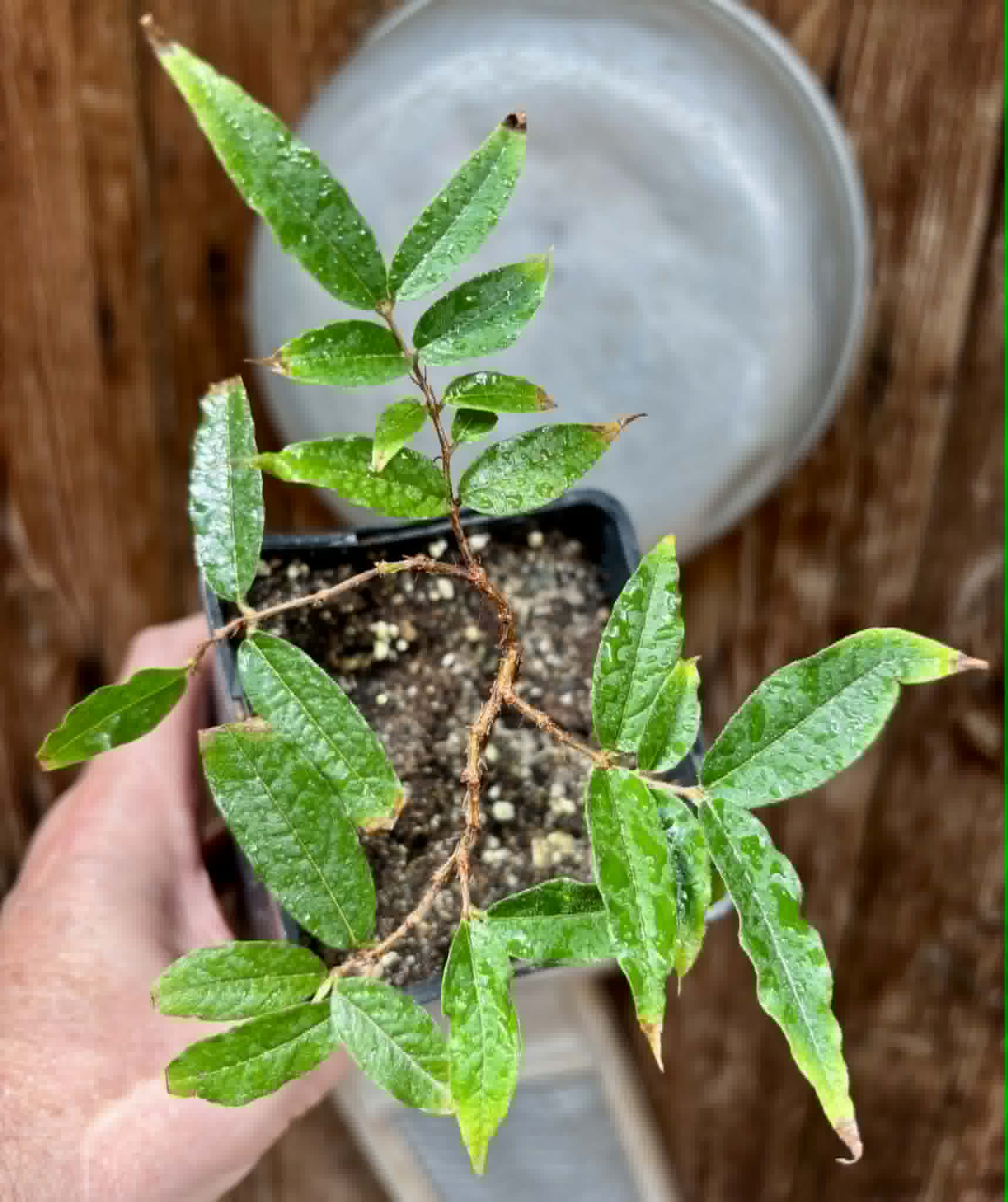 Plinia sp Giant Piray Argentina - 1 potted plant / 1 getopfte Pflanze