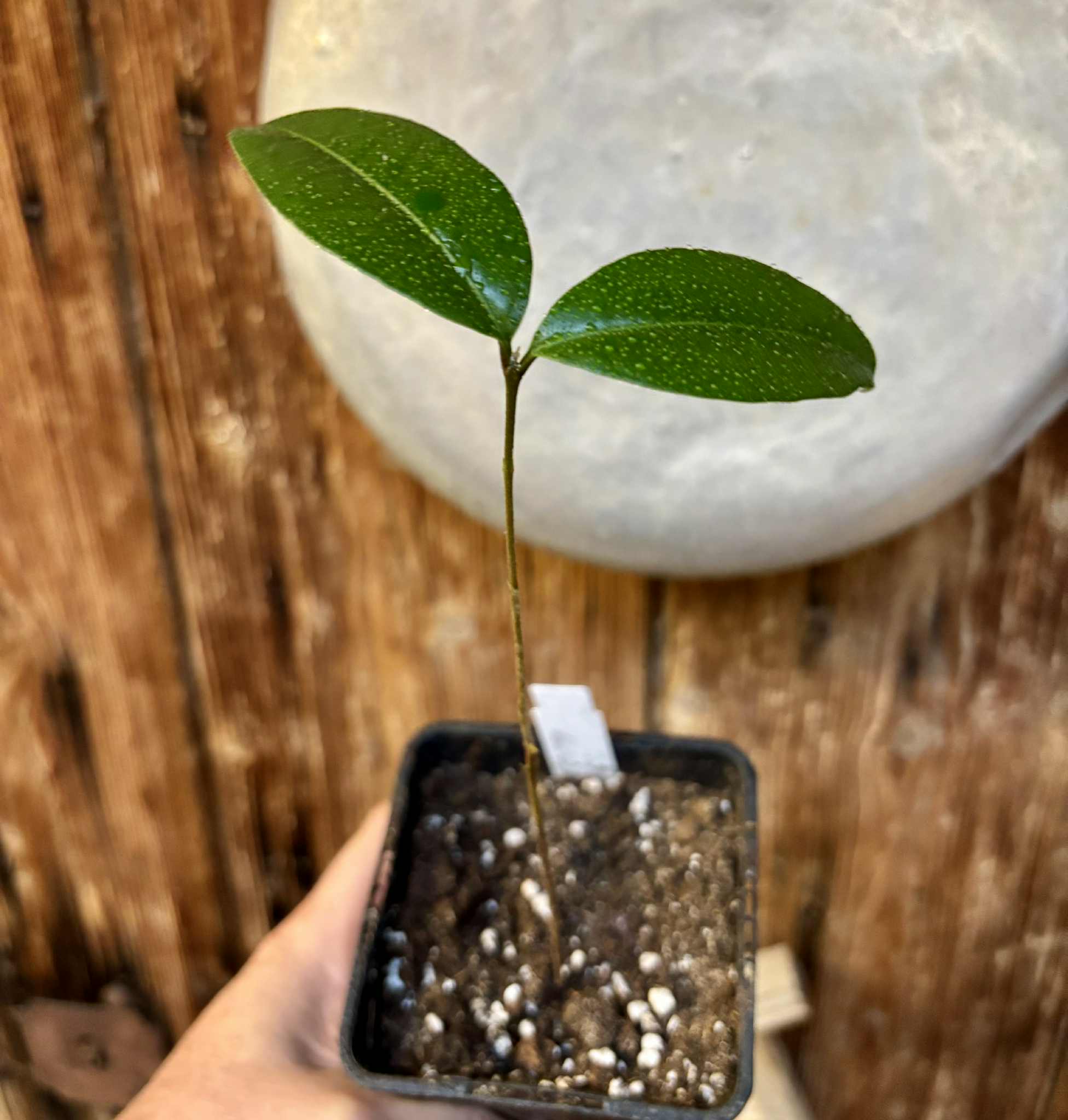 Eugenia sp Abacate -  1 potted seedling / 1 getopfter Sämling Eugenia sp Abacate -  1 potted seedling / 1 getopfter Sämling