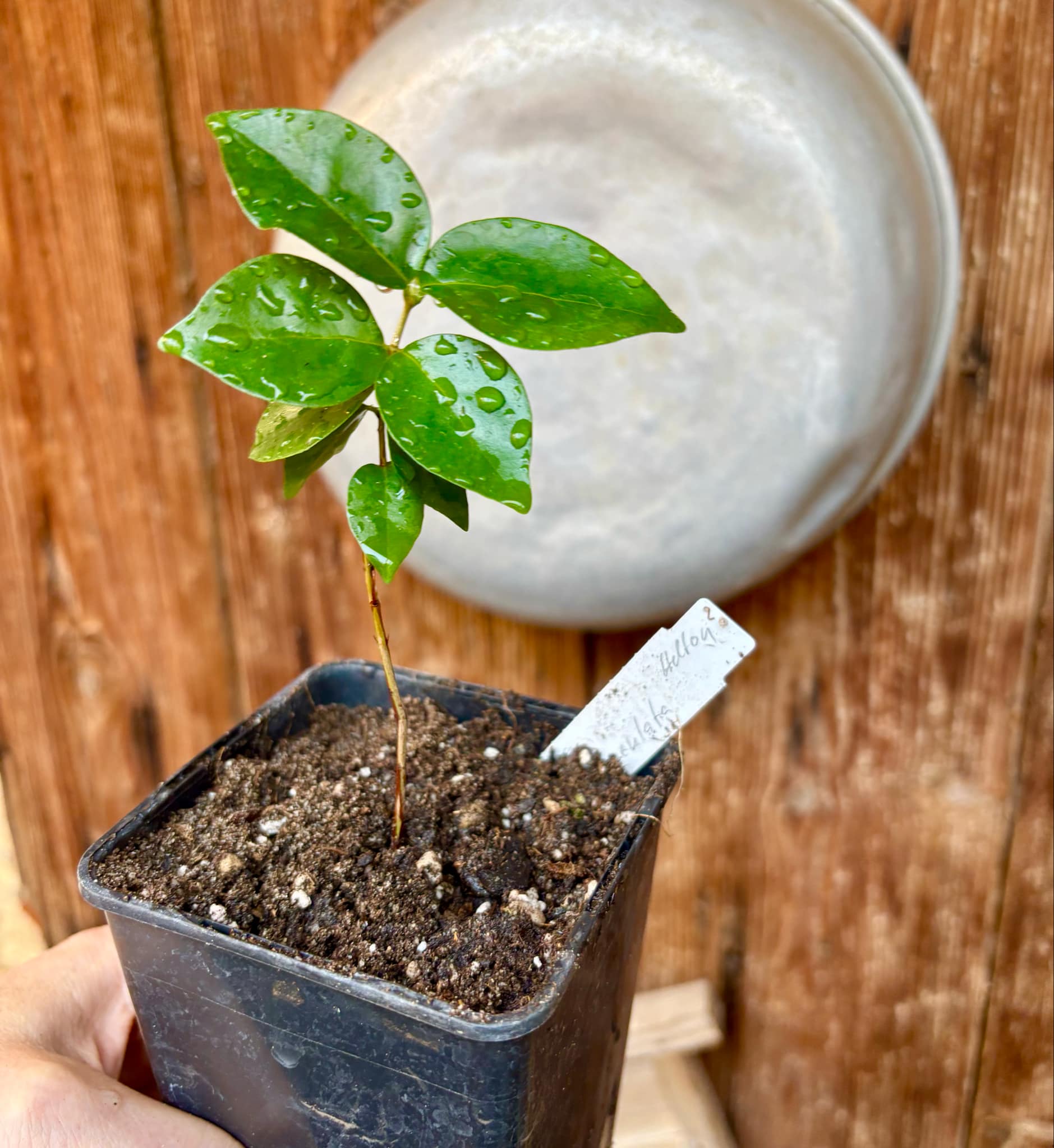 Eugenia uniflora var. Gigante Pitangao  - 1 small potted seedling / 1 kleiner, getopfter Sämling