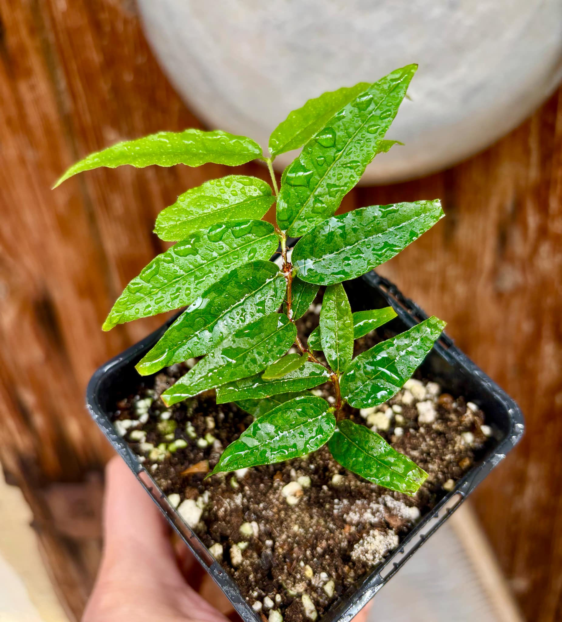 Plinia spiritosantensis var. Mucuri Velvet - 1 potted plant/ 1 getopfte Pflanze