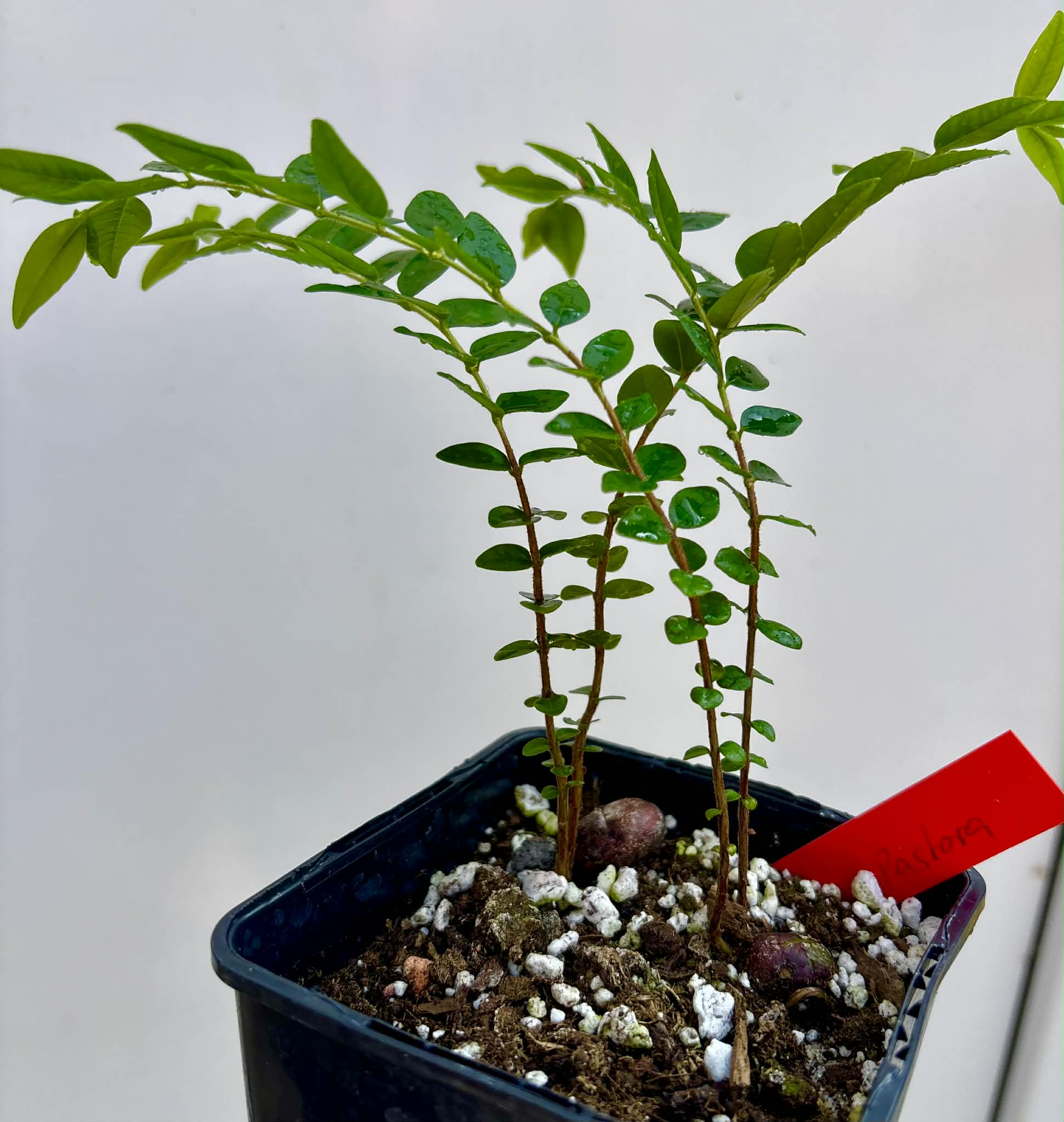 2 in 1 pot - Myrciaria sp Pastora - 2 seedlings in one pot / 2 Sämlinge in einem Topf