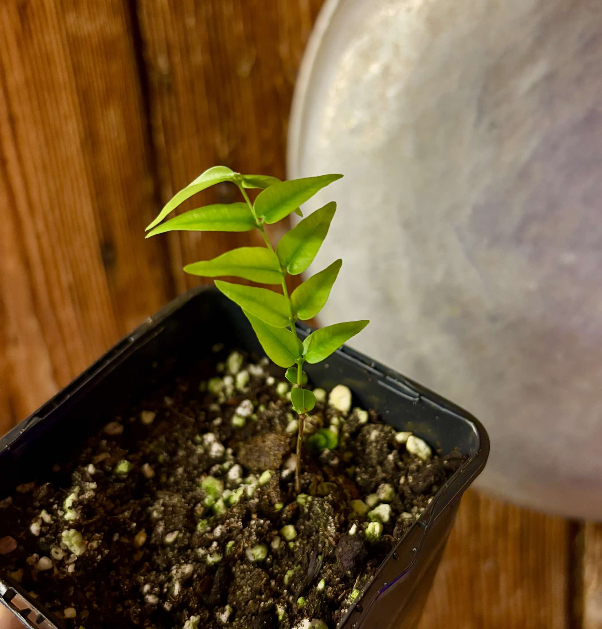 Abiuzinho - Micropholis venulosa  -  1 small potted seedling / 1 kleiner , getopfter Sämling