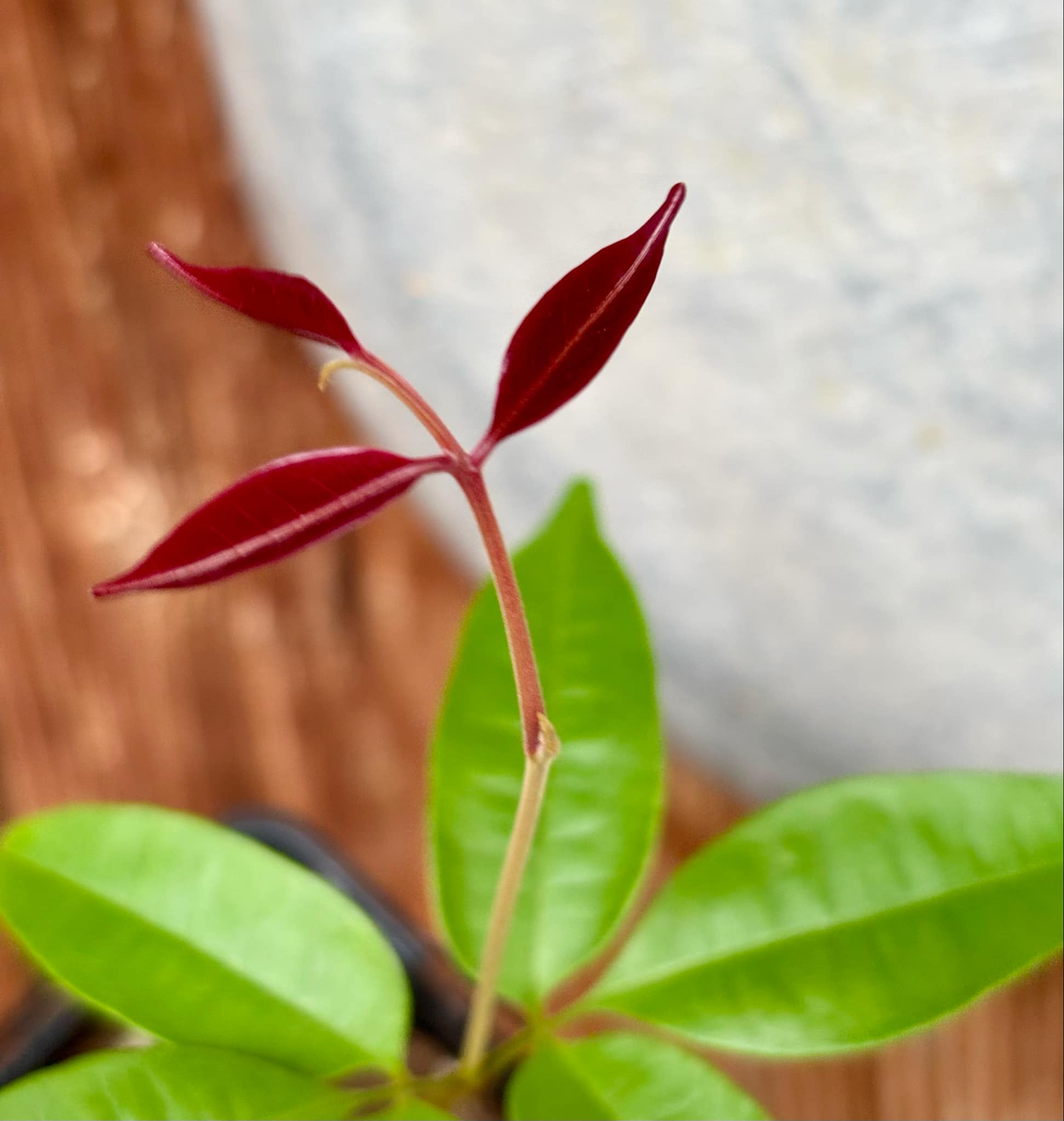 Talisia cerasina - 1 potted seedling / 1 getopfter Sämling
