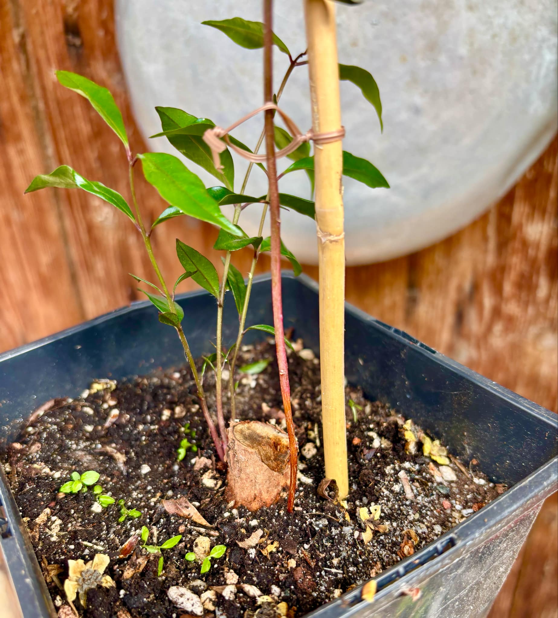Syzygium smithii - Lilly Pilly - 1 potted plant / 1 getopfte Pflanze