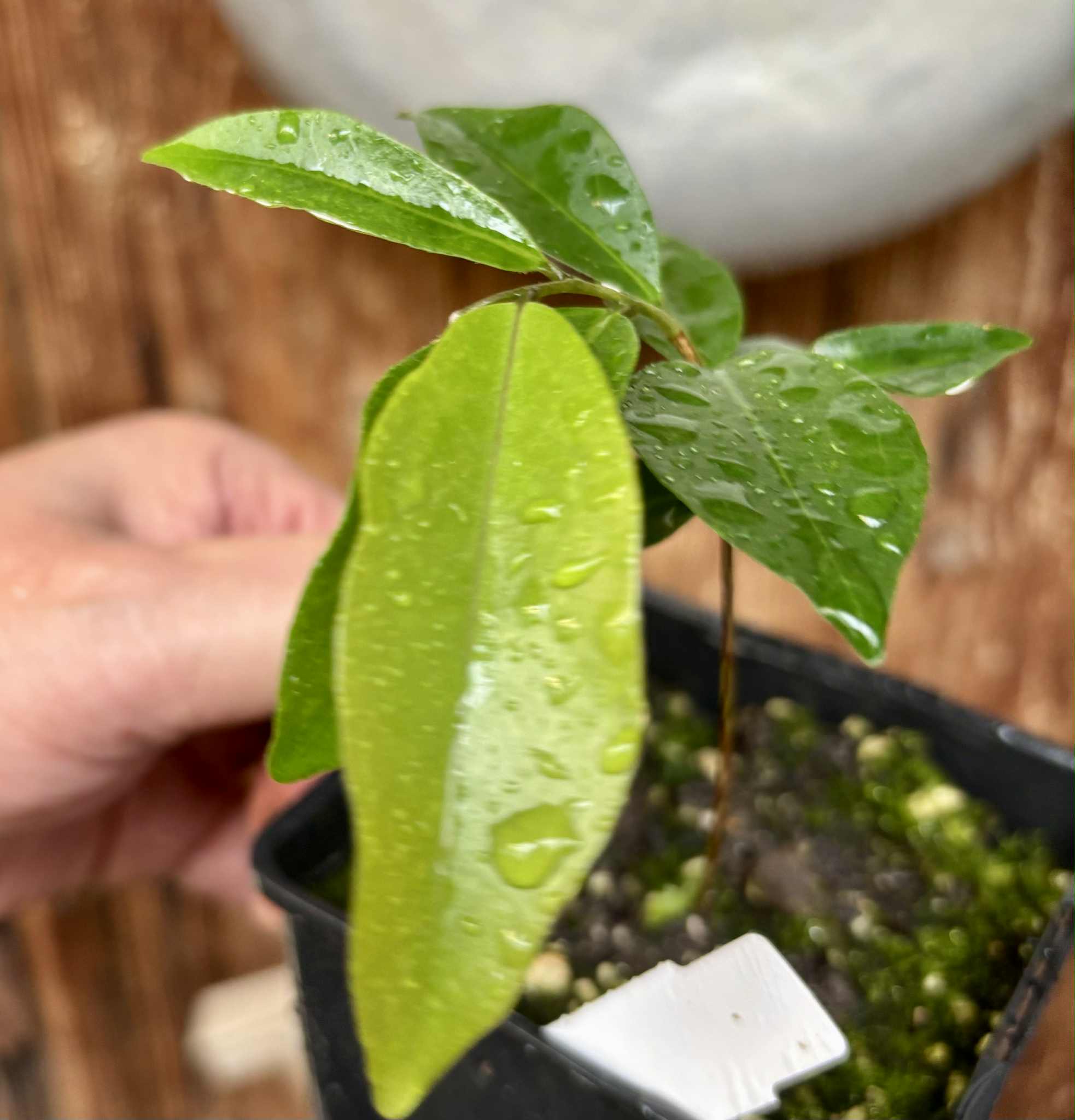 Eugenia sp Belmonte -  1 potted seedling / 1 getopfter Sämling