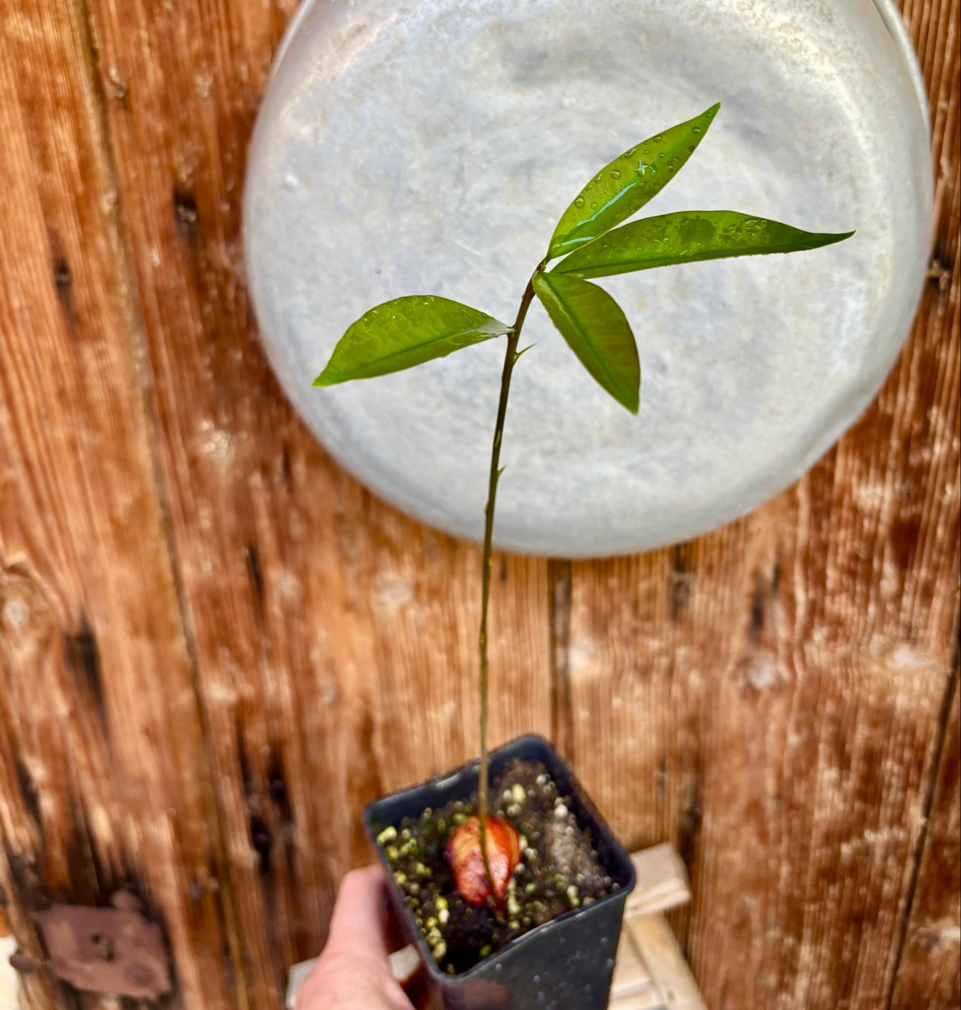 Eugenia sp BIG Maca-  1 small potted seedling / 1 kleiner, getopfter Sämling