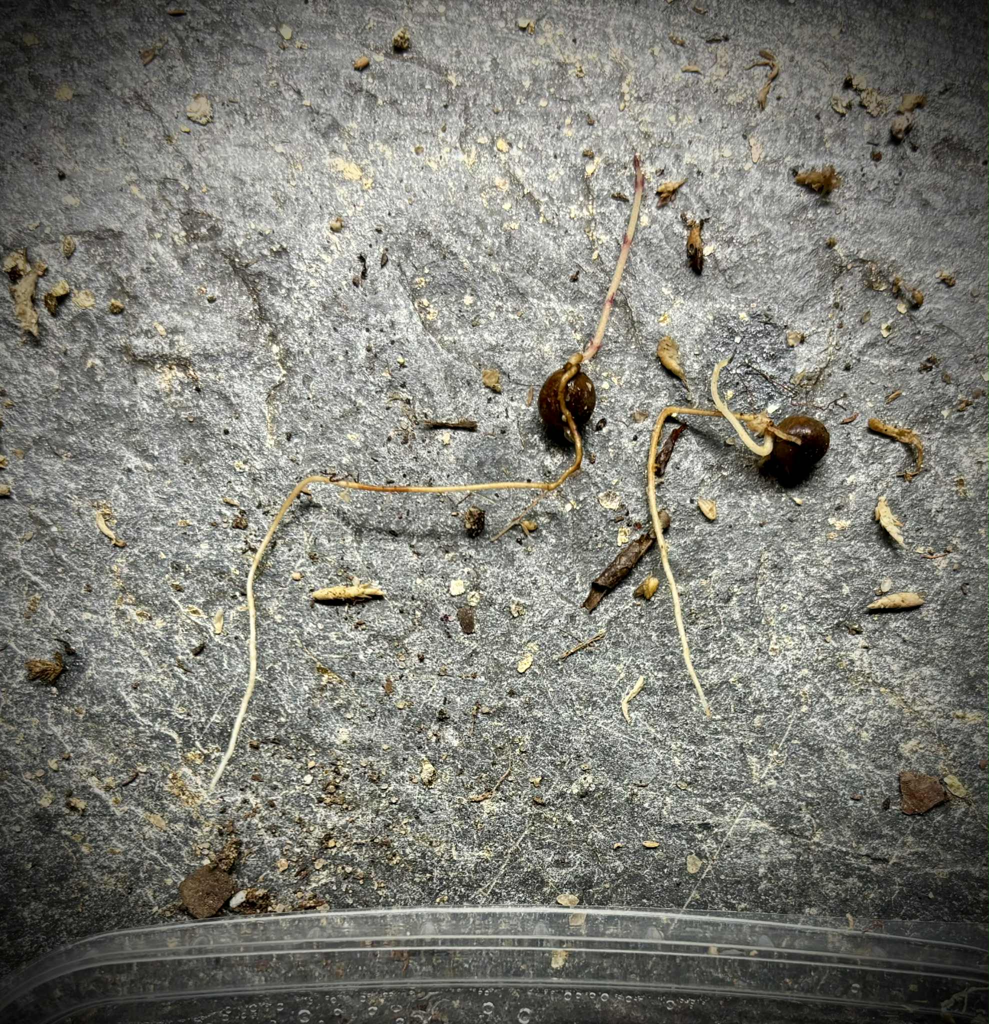 Myrciaria cuspidata var. Bahia - 1 germinated seed / 1 gekeimter Samen