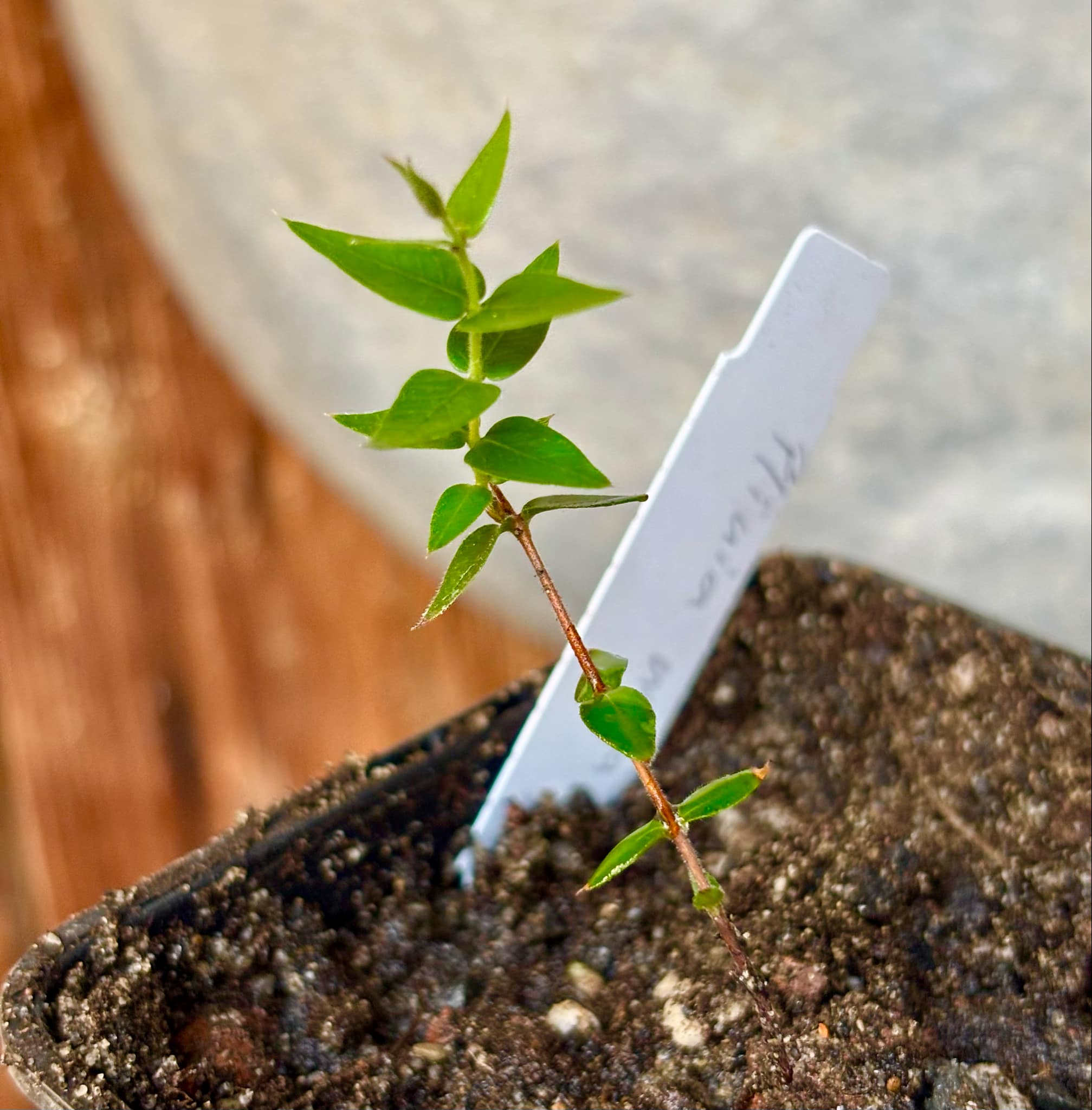 Plinia nana - 1 small potted plant / 1 kleine, getopfte Pflanze