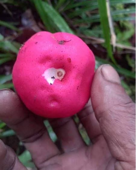 Pre Order - Syzygium versteegii - 1 fresh seed / 1 frischer Samen