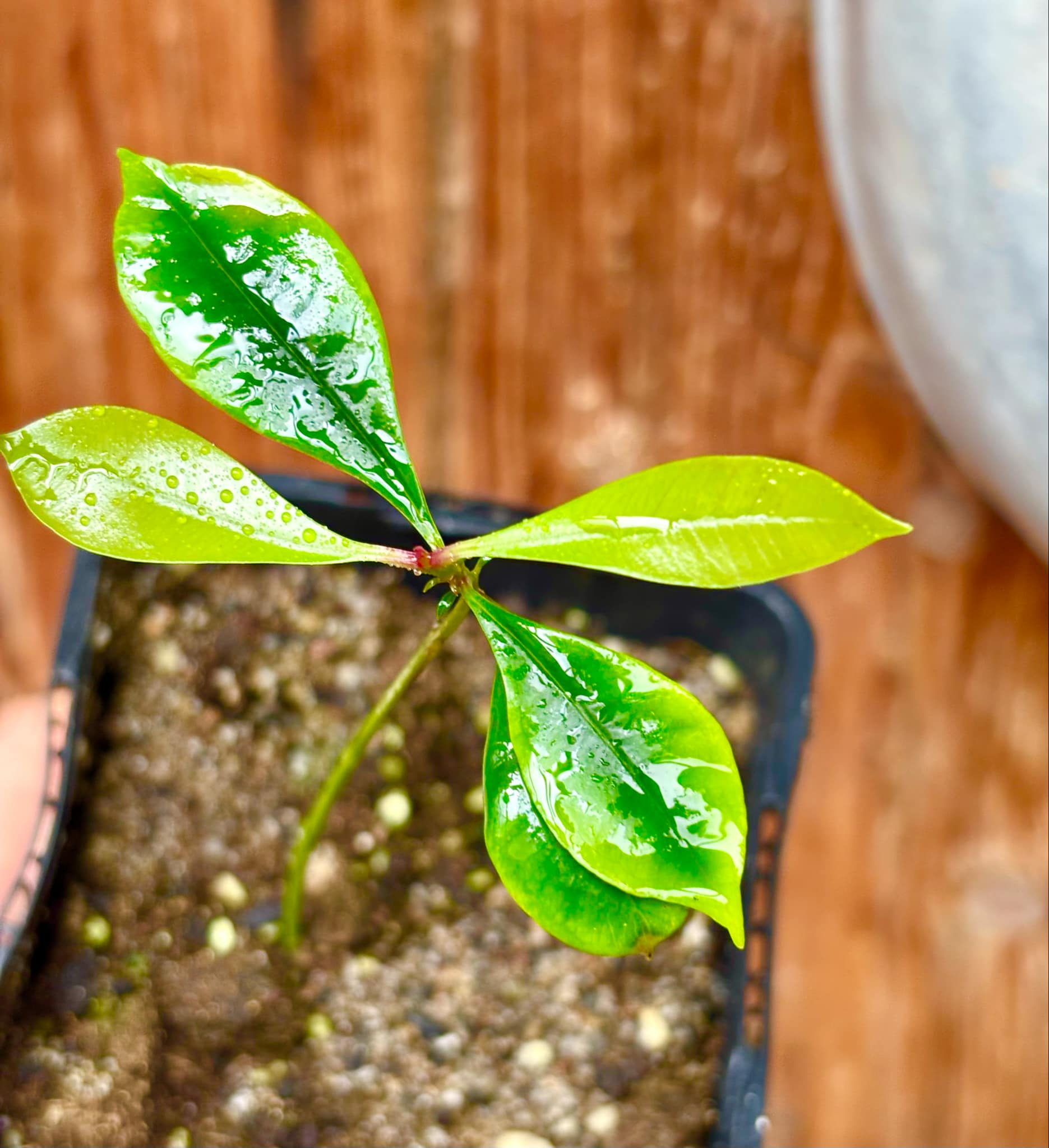 Syzygium aromaticum - Clove - Gewürznelke - 1 small potted seedling / 1 kleiner, getopfter Sämling Syzygium aromaticum - Clove - Gewürznelke - 1 small potted seedling / 1 kleiner, getopfter Sämling