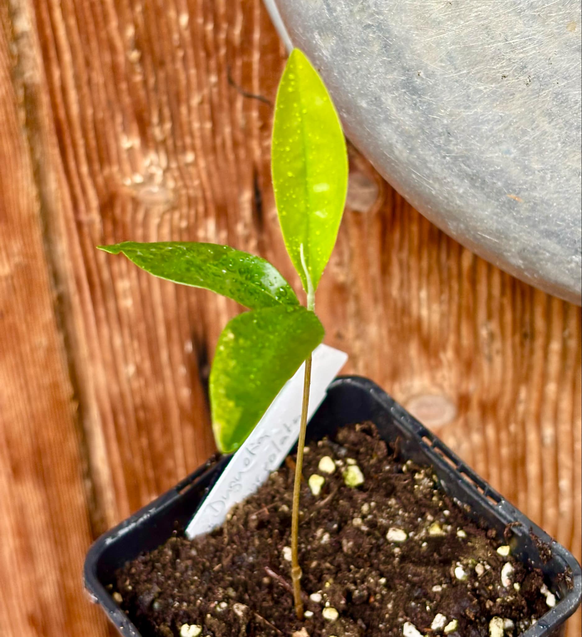 Duguetia lanceolata - Pindaiba - 1 small potted seedling / 1 kleiner, getopfter Sämling Duguetia lanceolata - Pindaiba - 1 small potted seedling / 1 kleiner, getopfter Sämling
