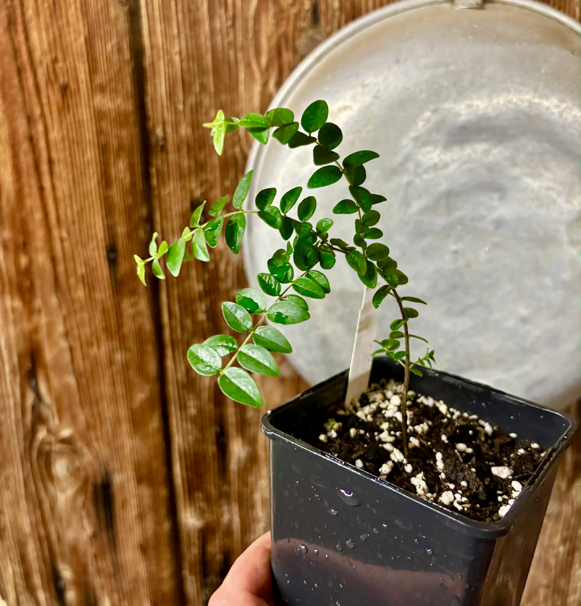 Myrciaria sp Pastora - 1 potted seedling / 1 getopfter Sämling