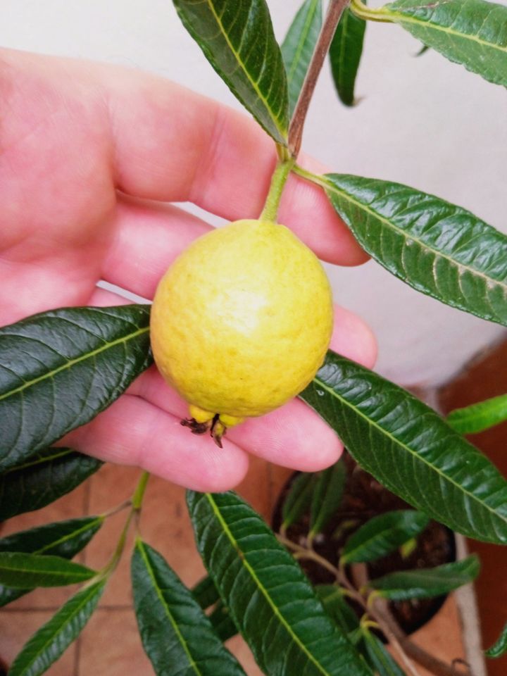 Narrow Leaf Guava (Psidium striatulum)  - 3 fresh seeds / 3 frische Samen