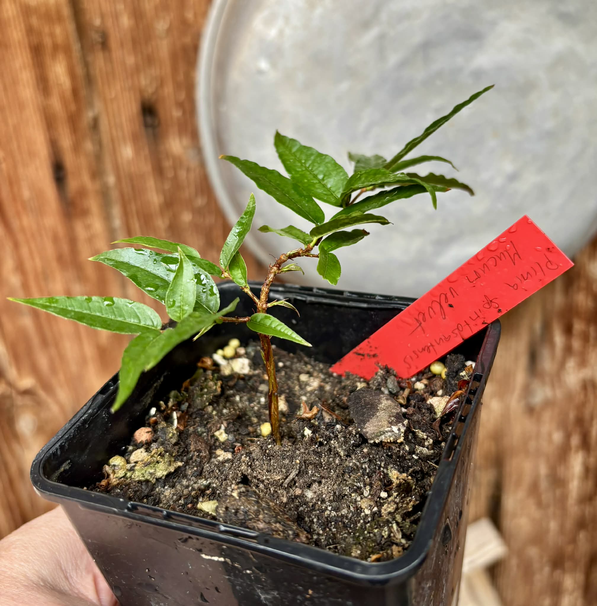 Plinia spiritosantensis var. Mucuri Velvet - 1 potted plant/ 1 getopfte Pflanze