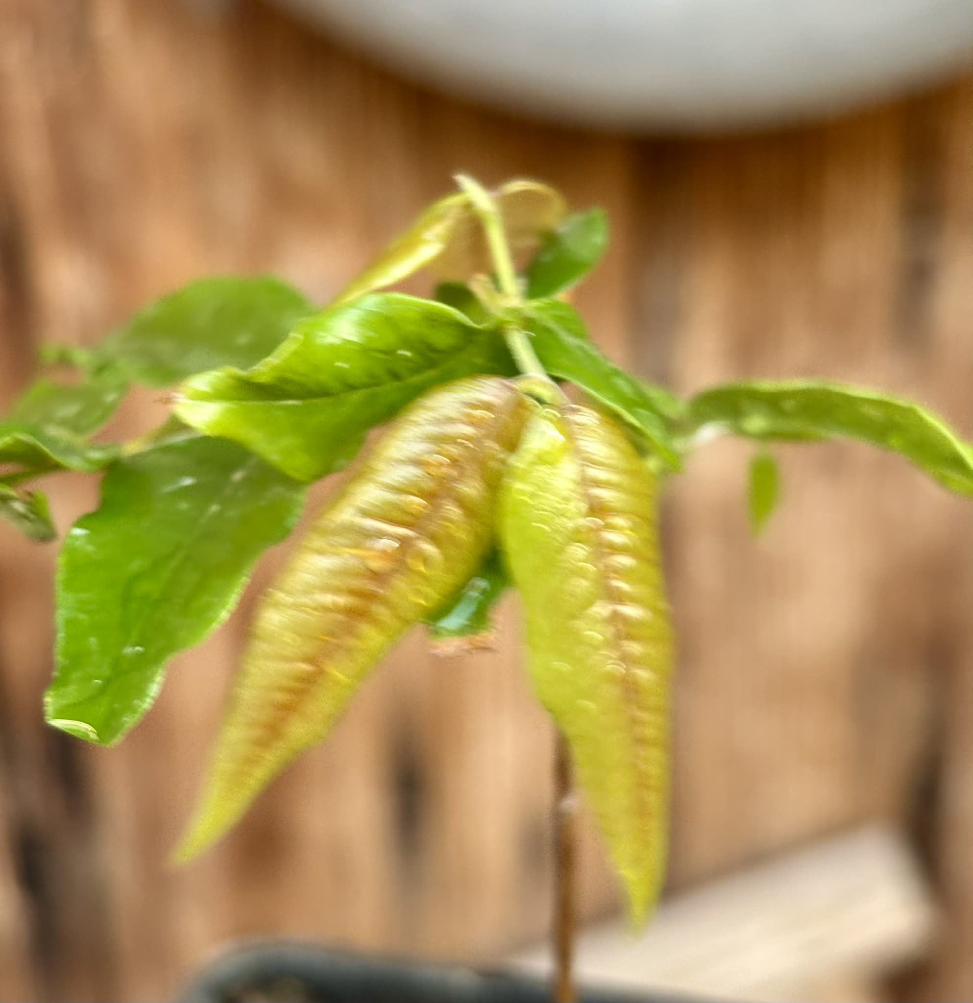 Myrciaria sp Jaboticaba - 1 potted plant / 1 getopfte Pflanze
