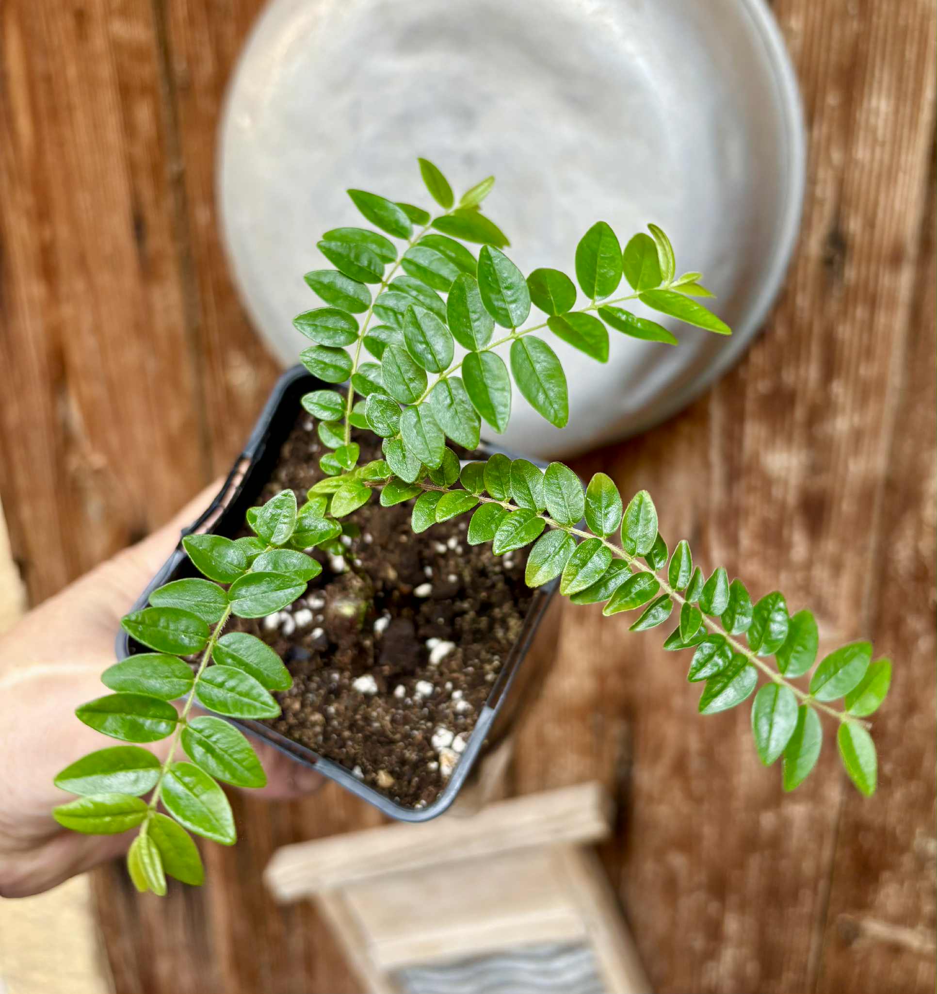 Myrciaria sp Pastora - 1 potted seedling / 1 getopfter Sämling