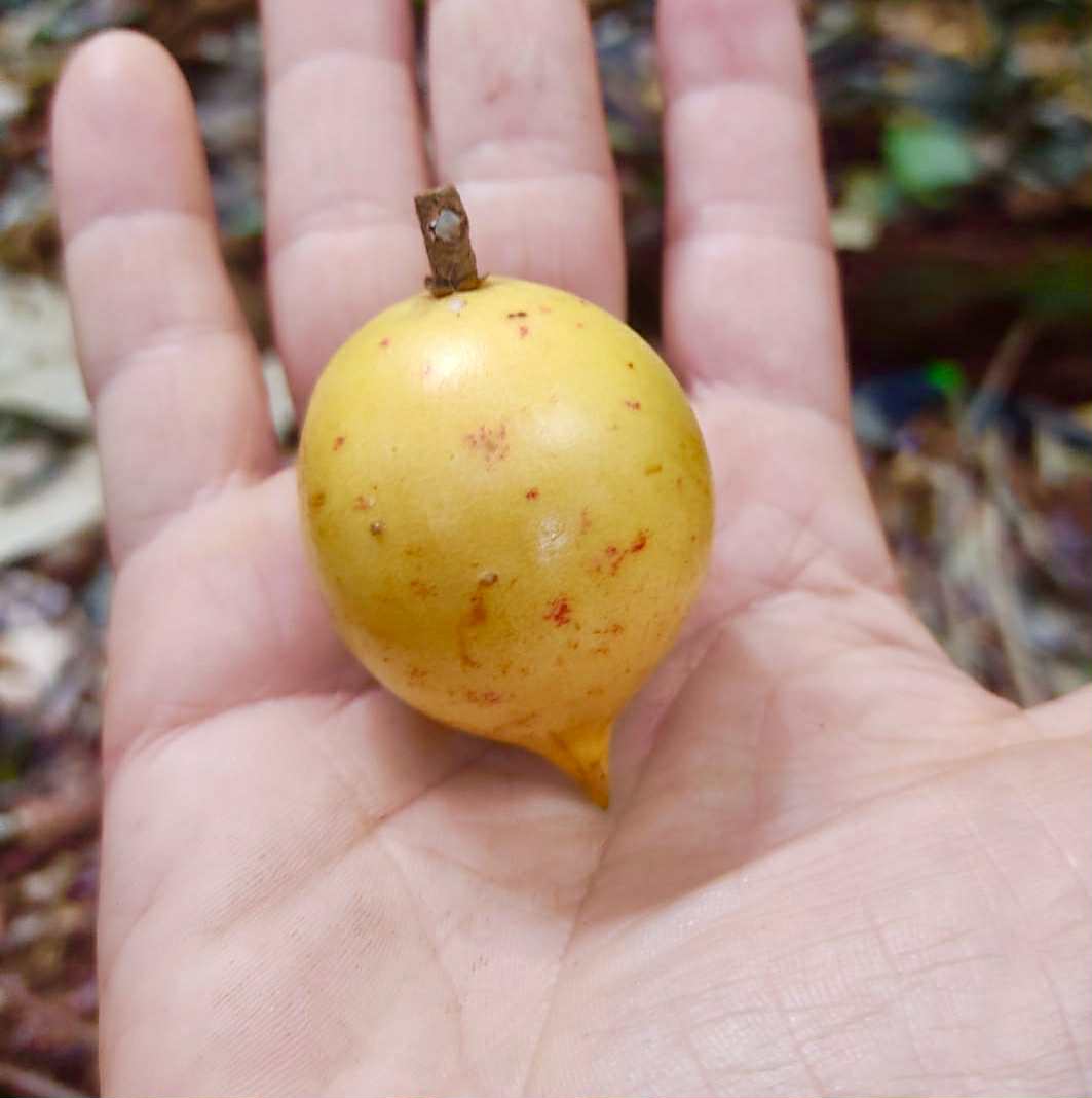 Currupixá (Micropholis crassipedicellata)  -  1 germinated seed / 1 gekeimter Samen
