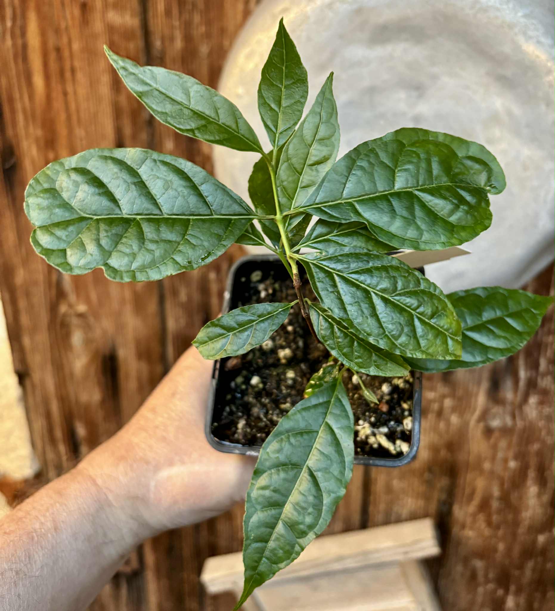 Campomanesia viatoris - 1 potted plant / 1 getopfte Pflanze