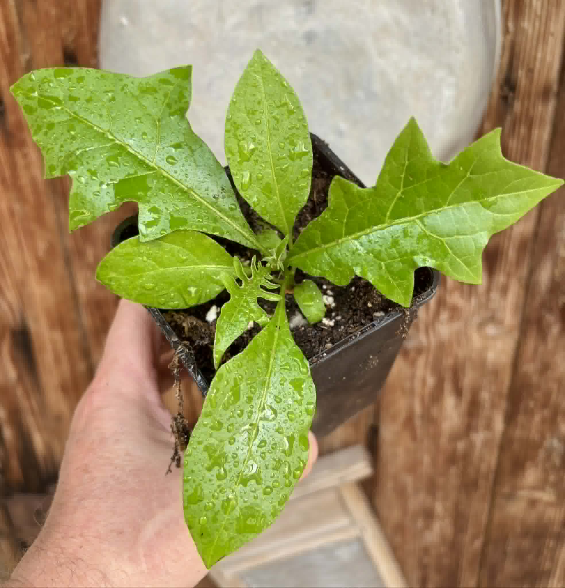 Juá do Jequitinhonha (Solanum schizandrum) - 1 potted seedling / 1 getopfter Sämling