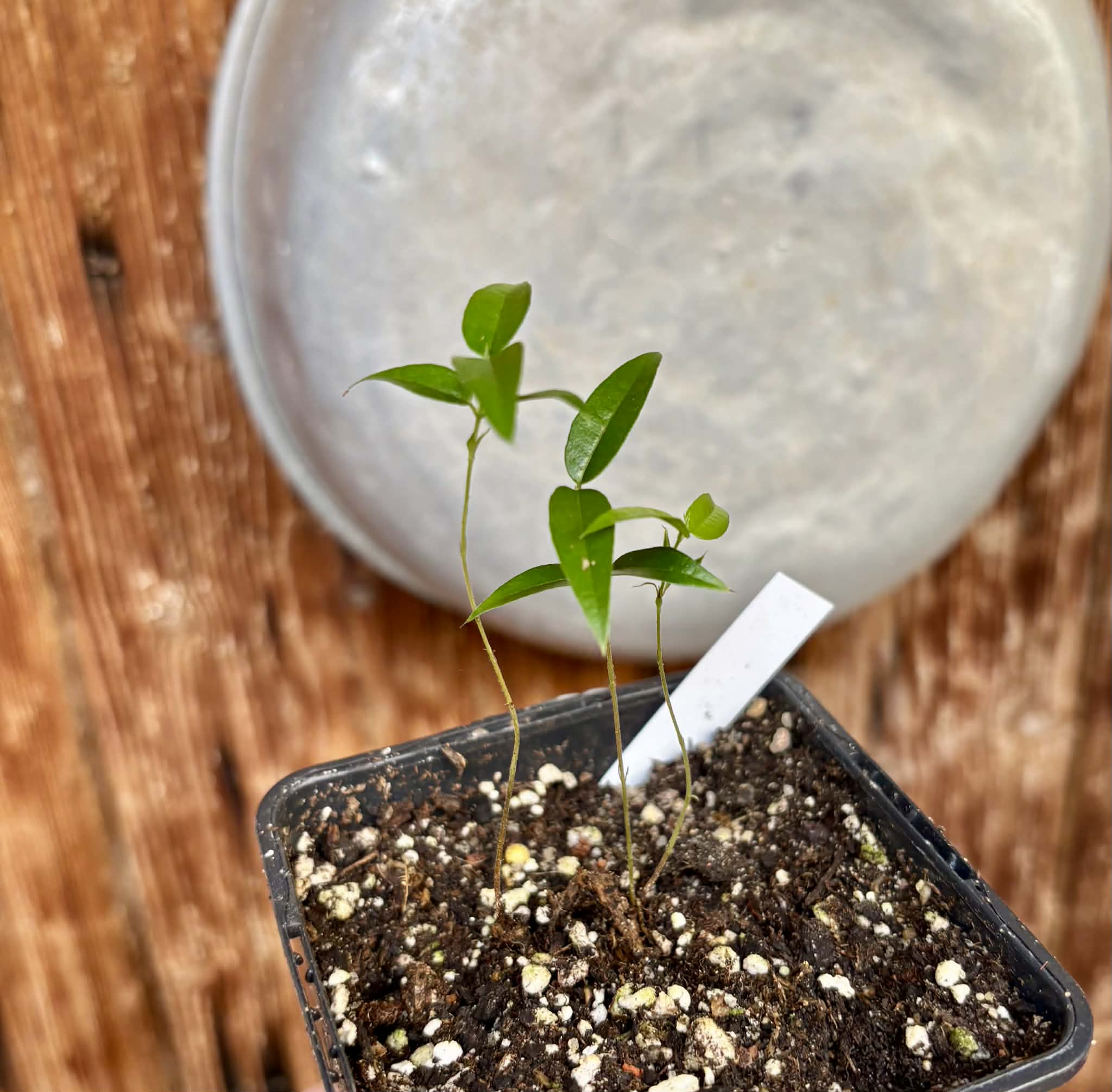 2 in 1 pot - Jabuticaba Peluda-de-Alagoas (Plinia sp Grimal) -  2 seedlings in one pot / 2 Sämlinge in einem Topf