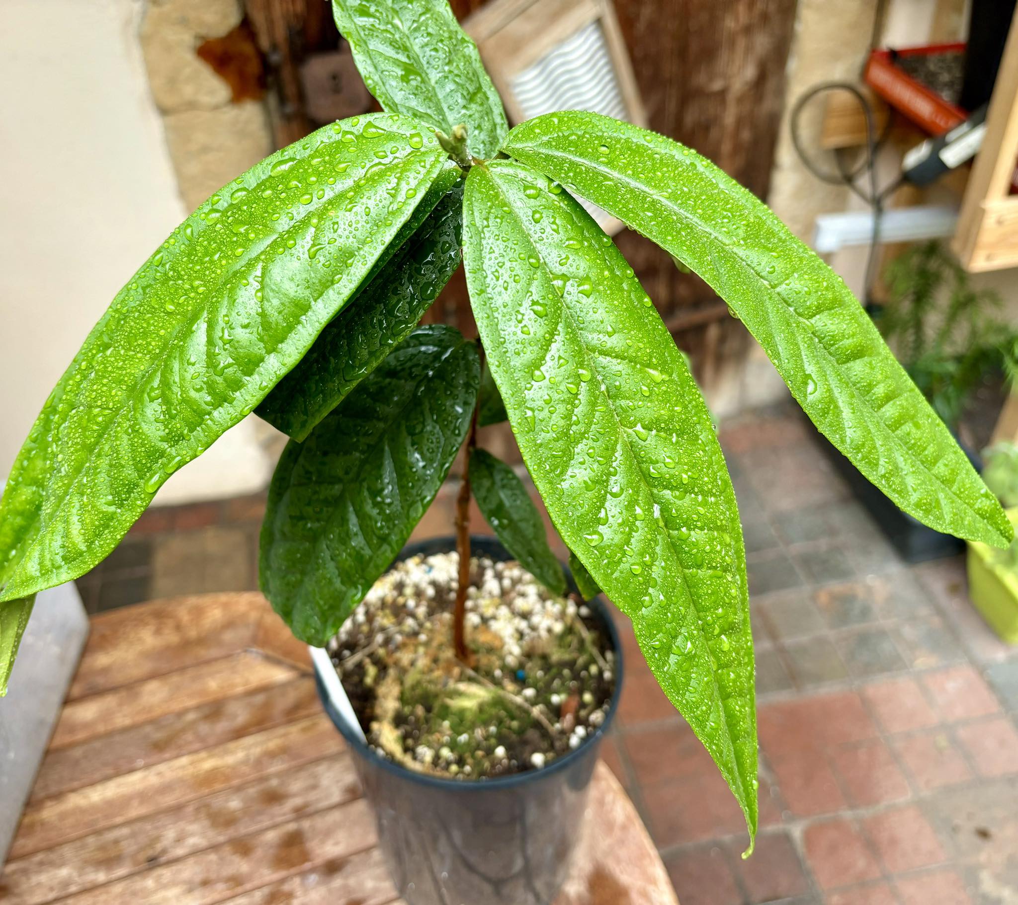 Plinia spiciflora -  1 potted plant / 1 getopfte Pflanze
