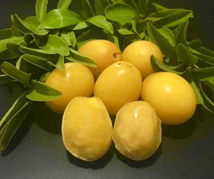 Collection of 5 rare exotic fruit plants -  5 different potted plants / 5 verschiedene, getopfte Pflanzen