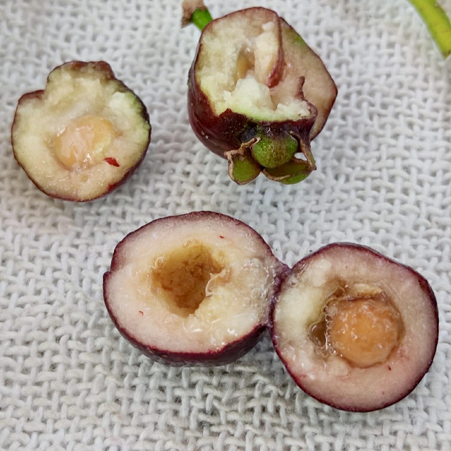 Pre Order - Psidium sp Pingo Roxo - 1 fresh seed / 1 frischer Samen