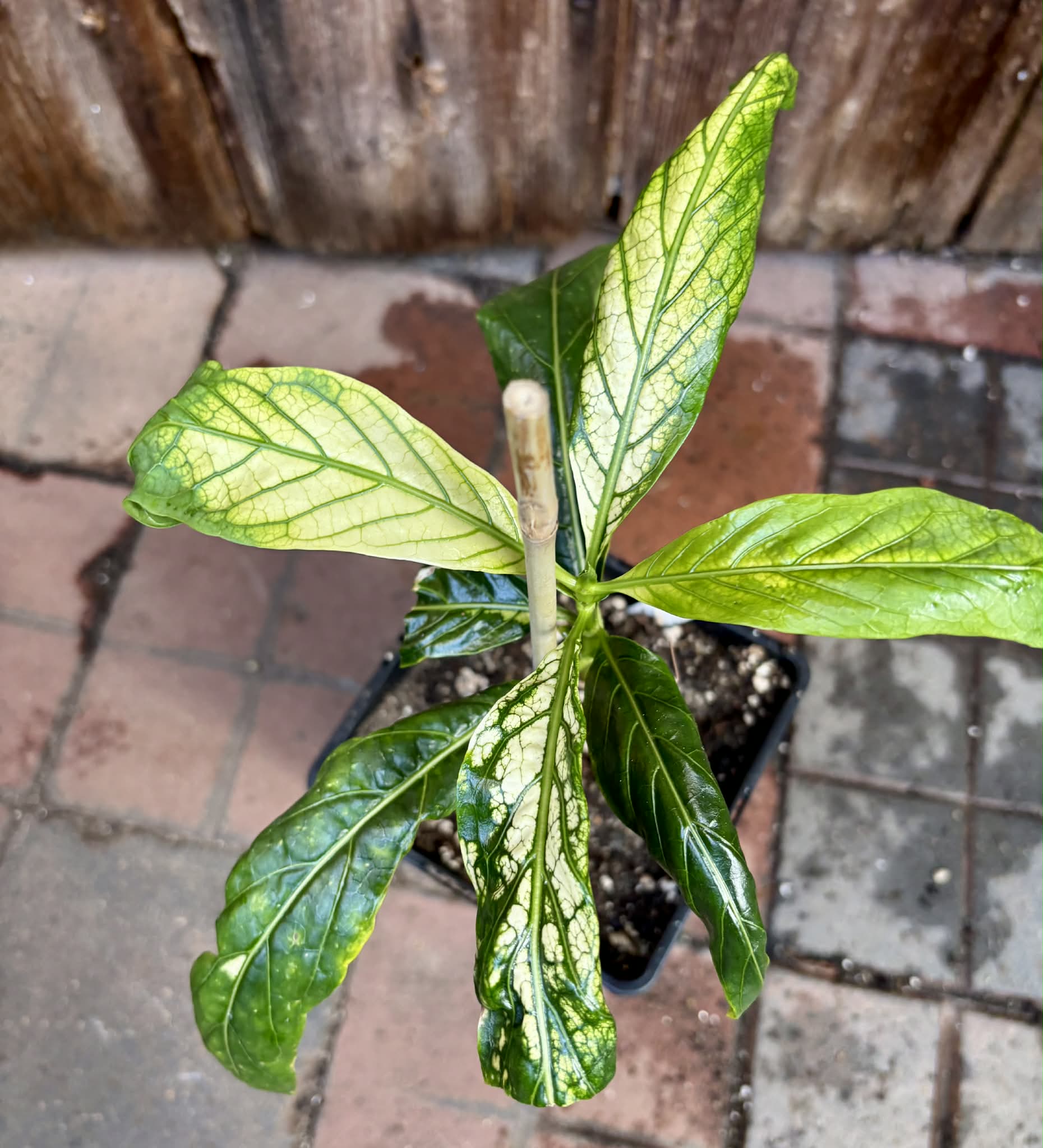 Noni Variegated (Morinda citrifolia) - 1 potted plant / 1 getopfte Pflanze