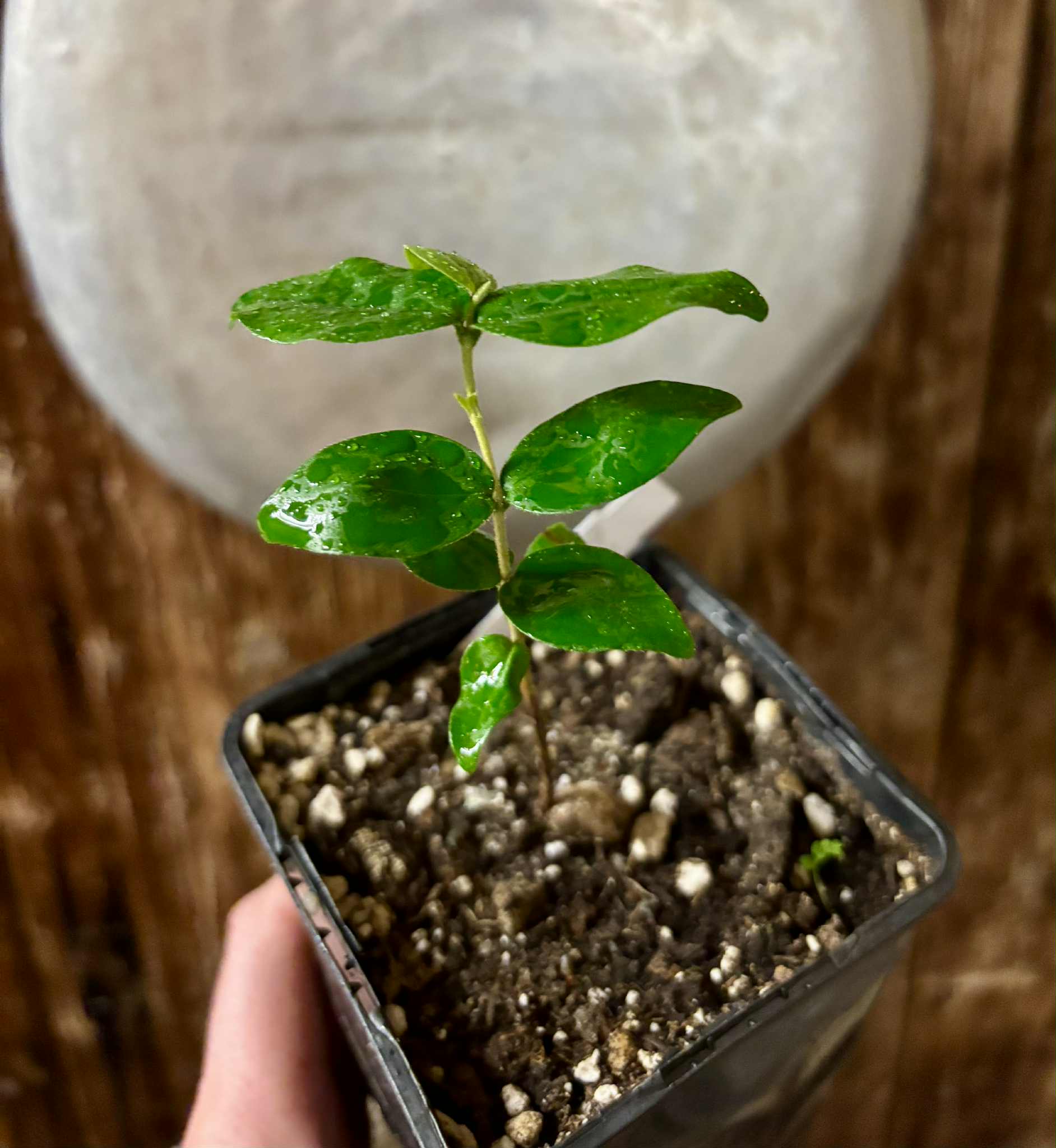 Uvaia do Visconde (Eugenia beaurepairiana) - potted seedling / 1 getopfter Sämling 