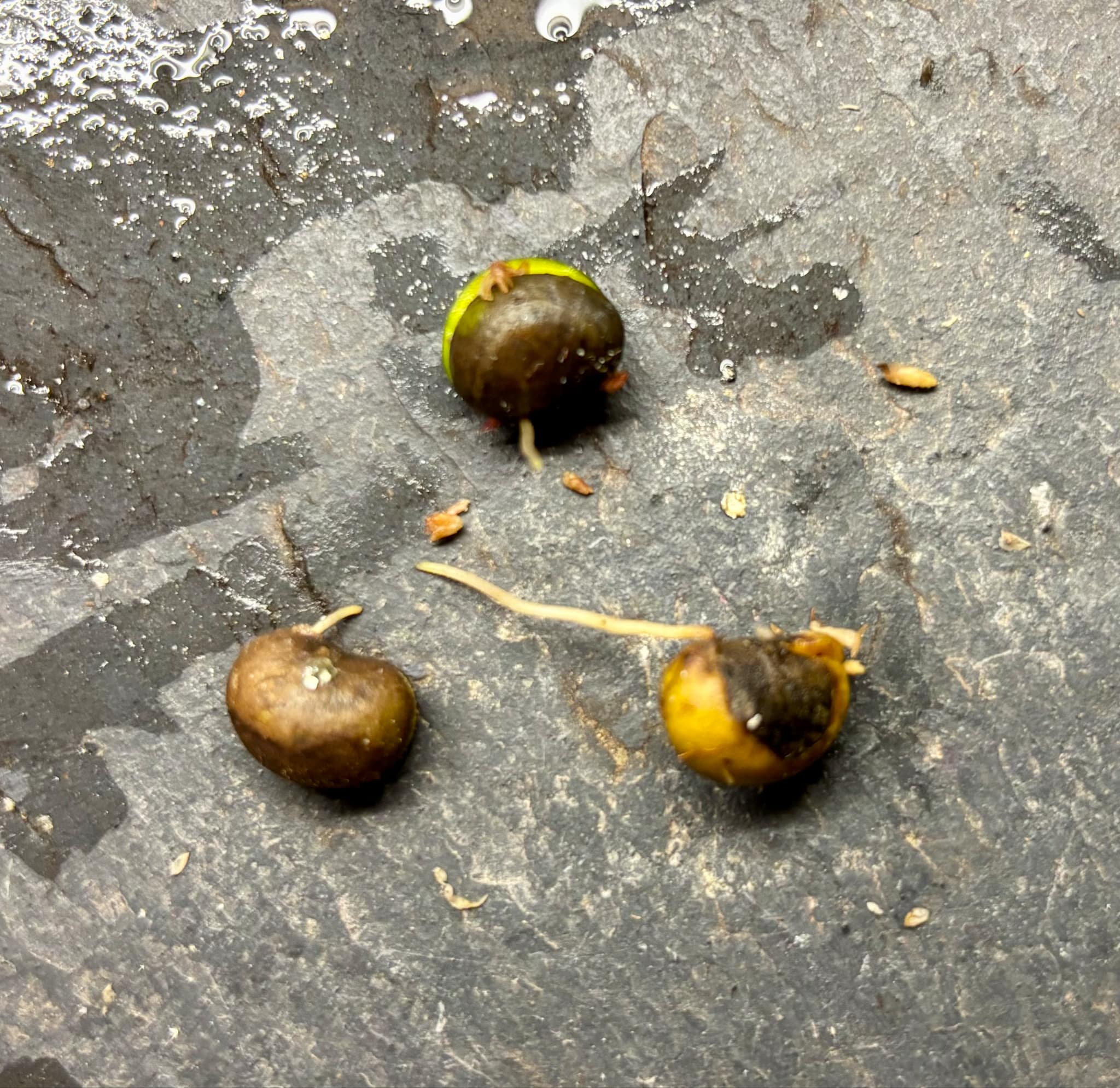 Neomitranthes sp Vinaceo - 1 germinated seed / 1 gekeimter Samen