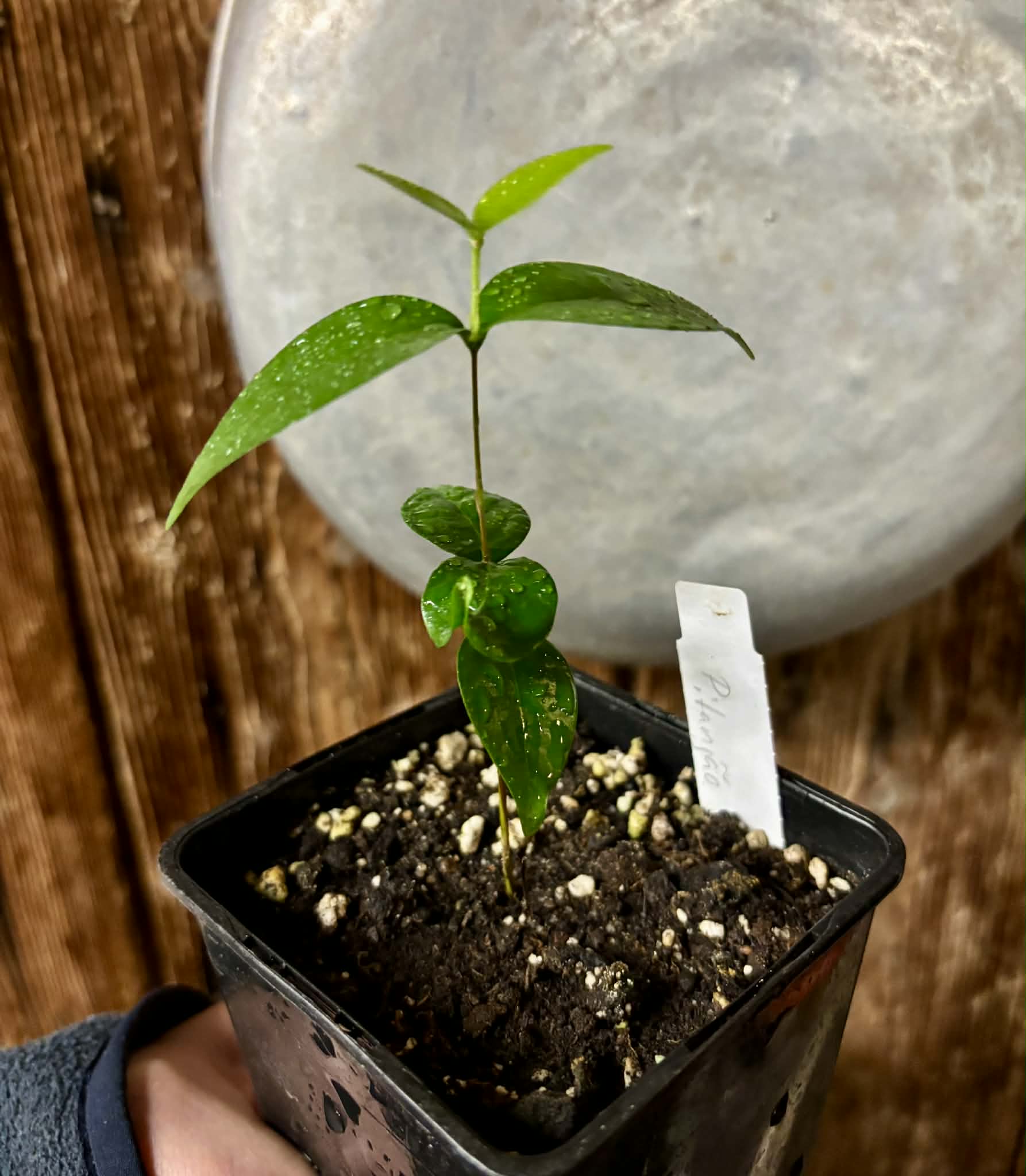 Eugenia uniflora var. Gigante Pitangao  - 1 potted seedling / 1 getopfter Sämling