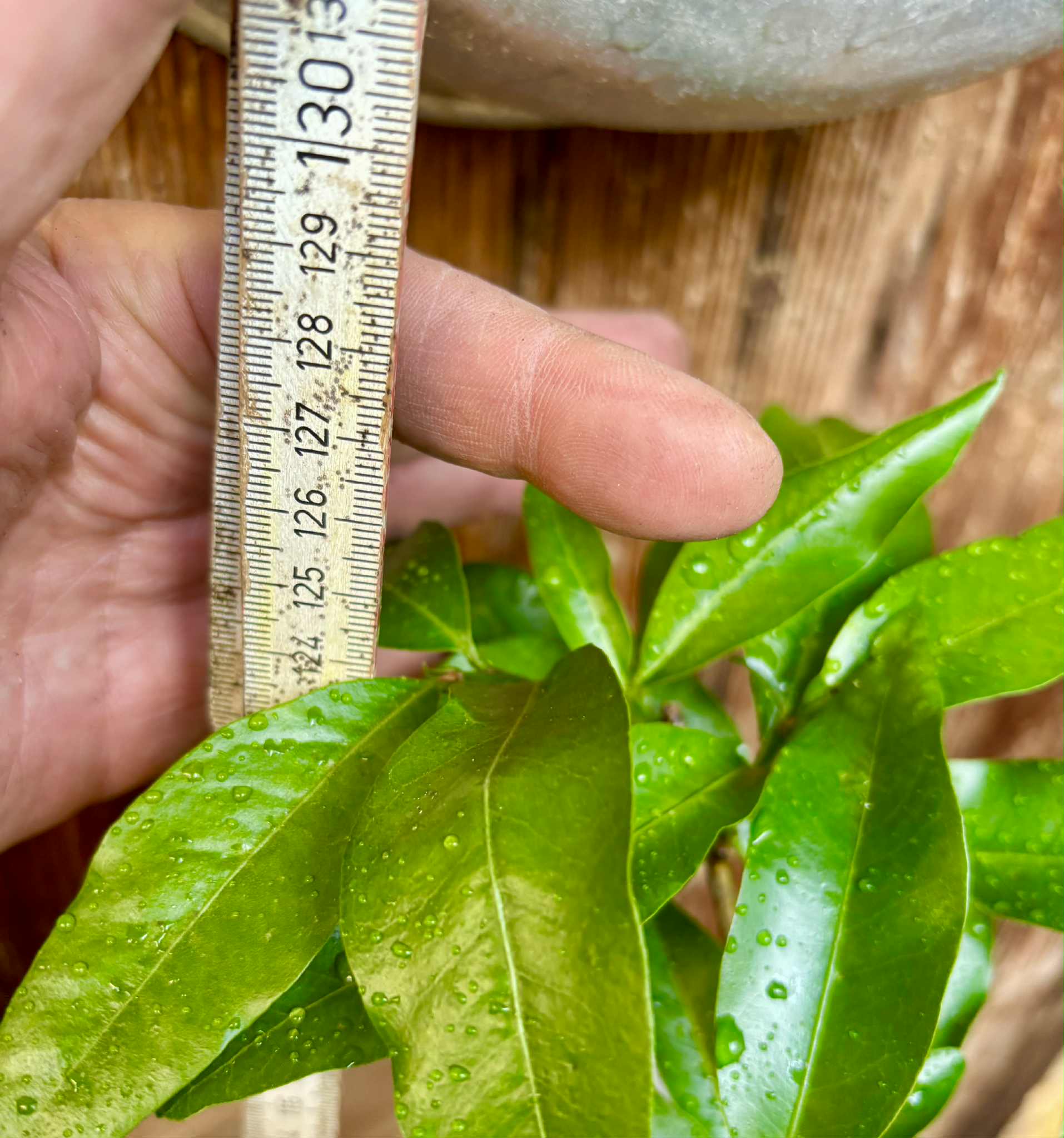 Glycosmis trifoliata - Orangeberry -  1 potted plant / 1 getopfte Pflanze