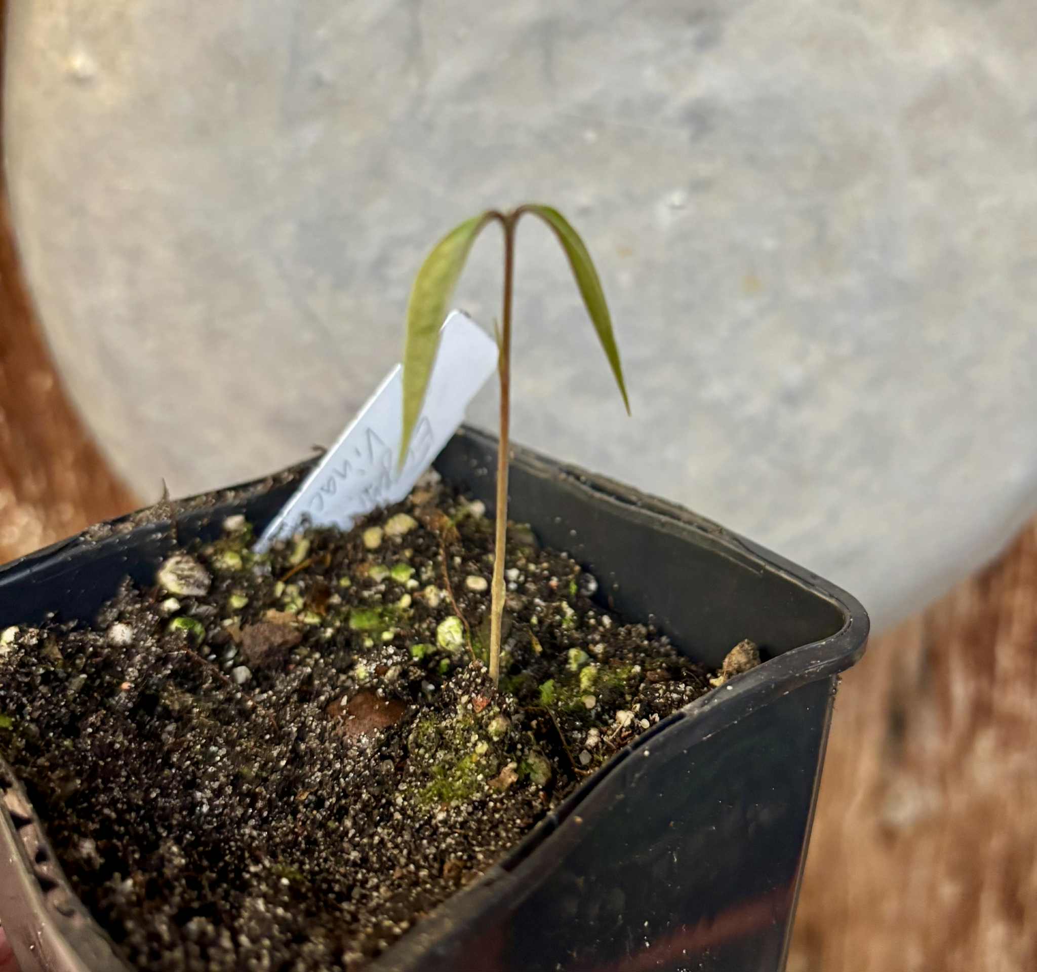 Eugenia sp Vinacea - 1 potted seedling / 1 getopfter Sämling