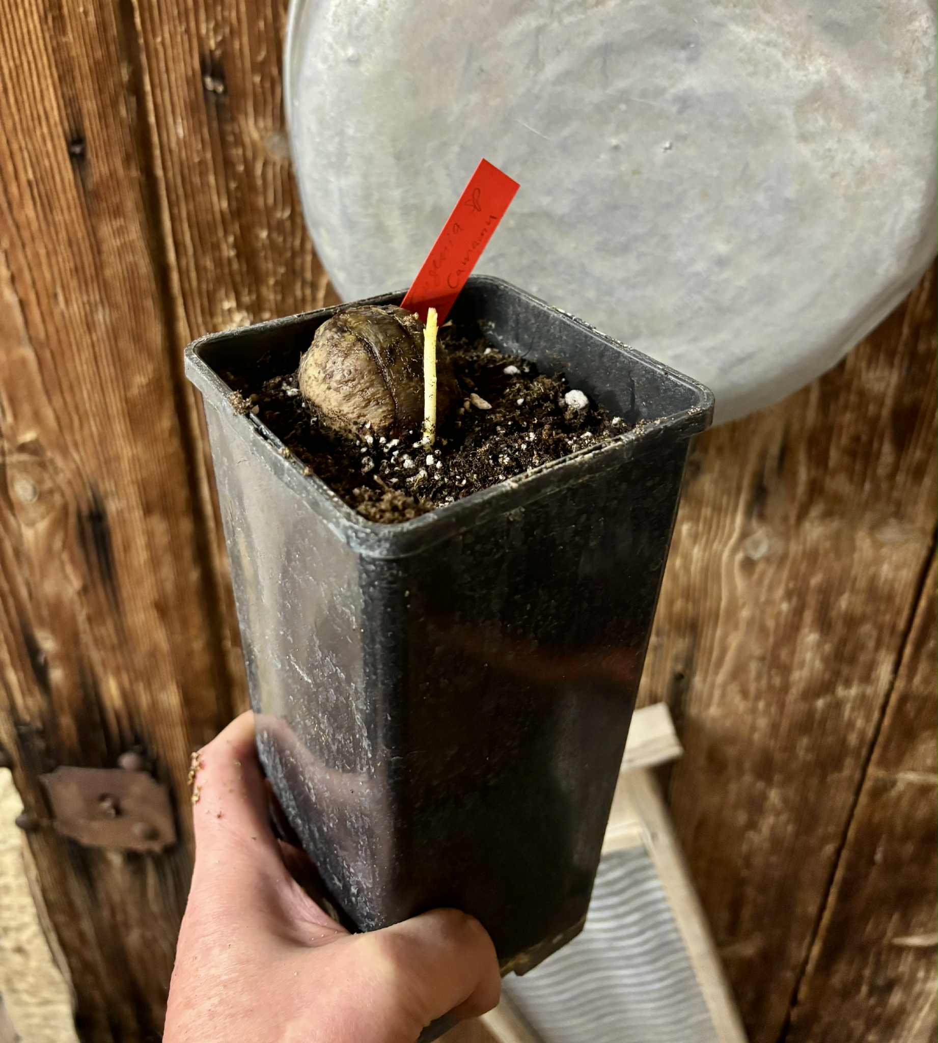 Eugenia sp Laranja Camamu - 1 potted seedling / 1 getopfter Sämling