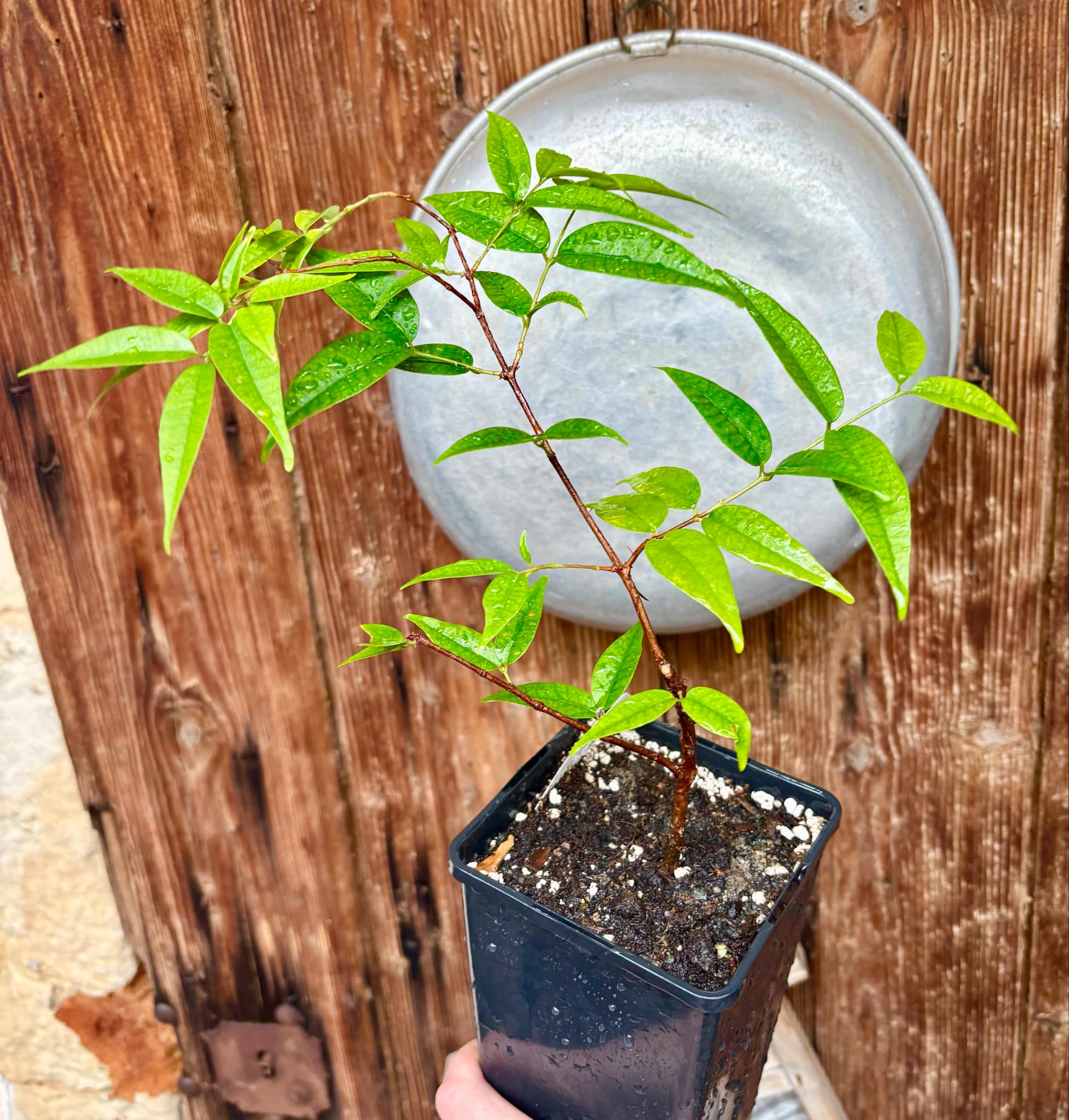 Eugenia anthropophaga - 1 potted plant / 1 getopfte Pflanze