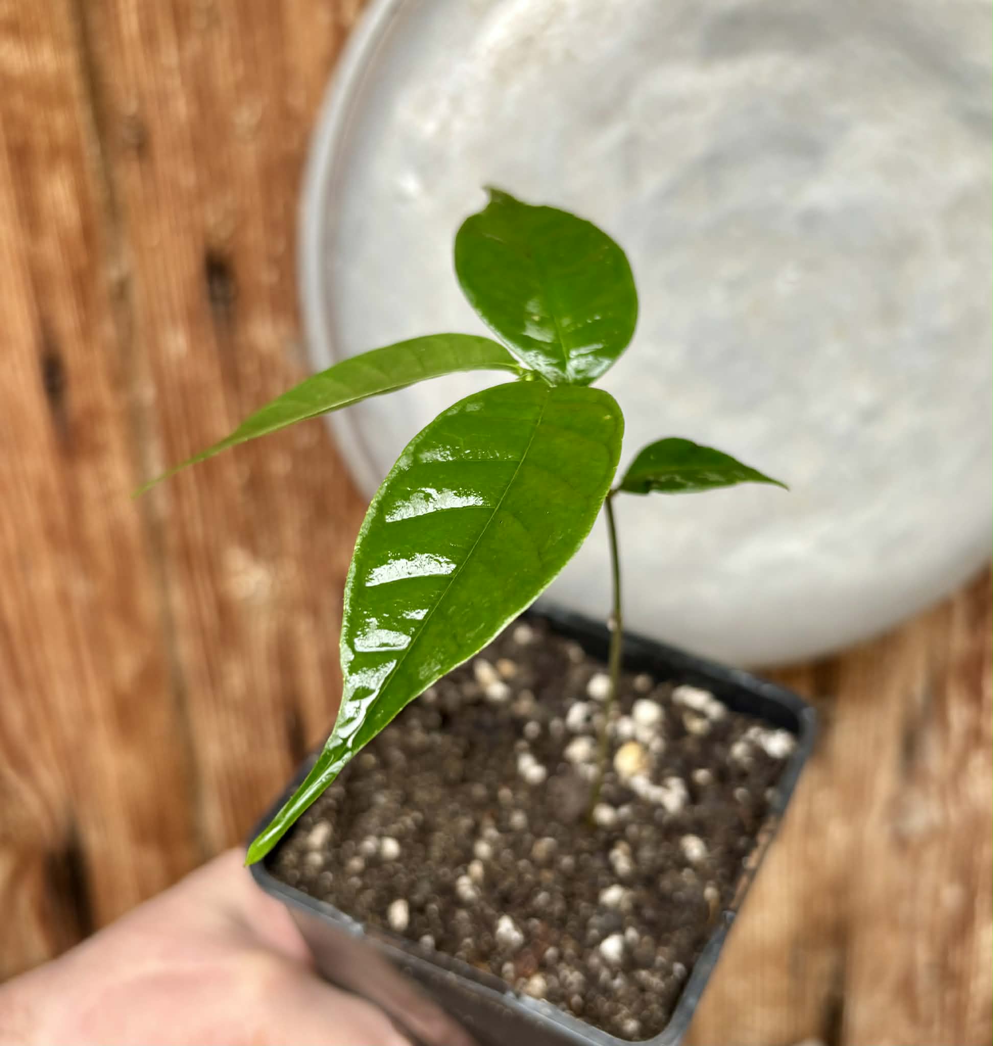 Kesusu (Prainea limpato) - 1 potted seedling / 1 getopfter Sämling
