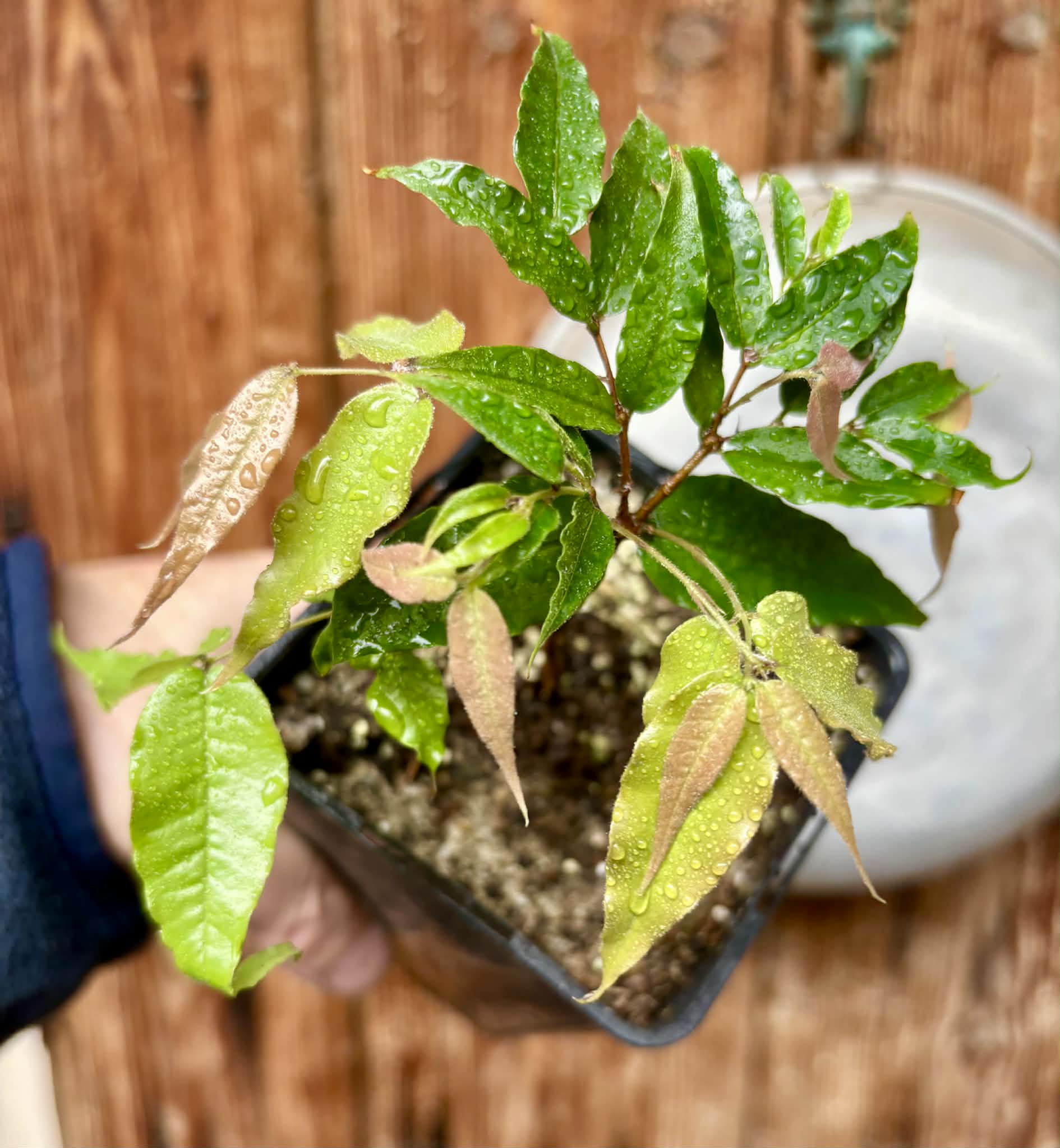 Plinia sp Dandara -  1 potted seedling / 1 getopfter Sämling