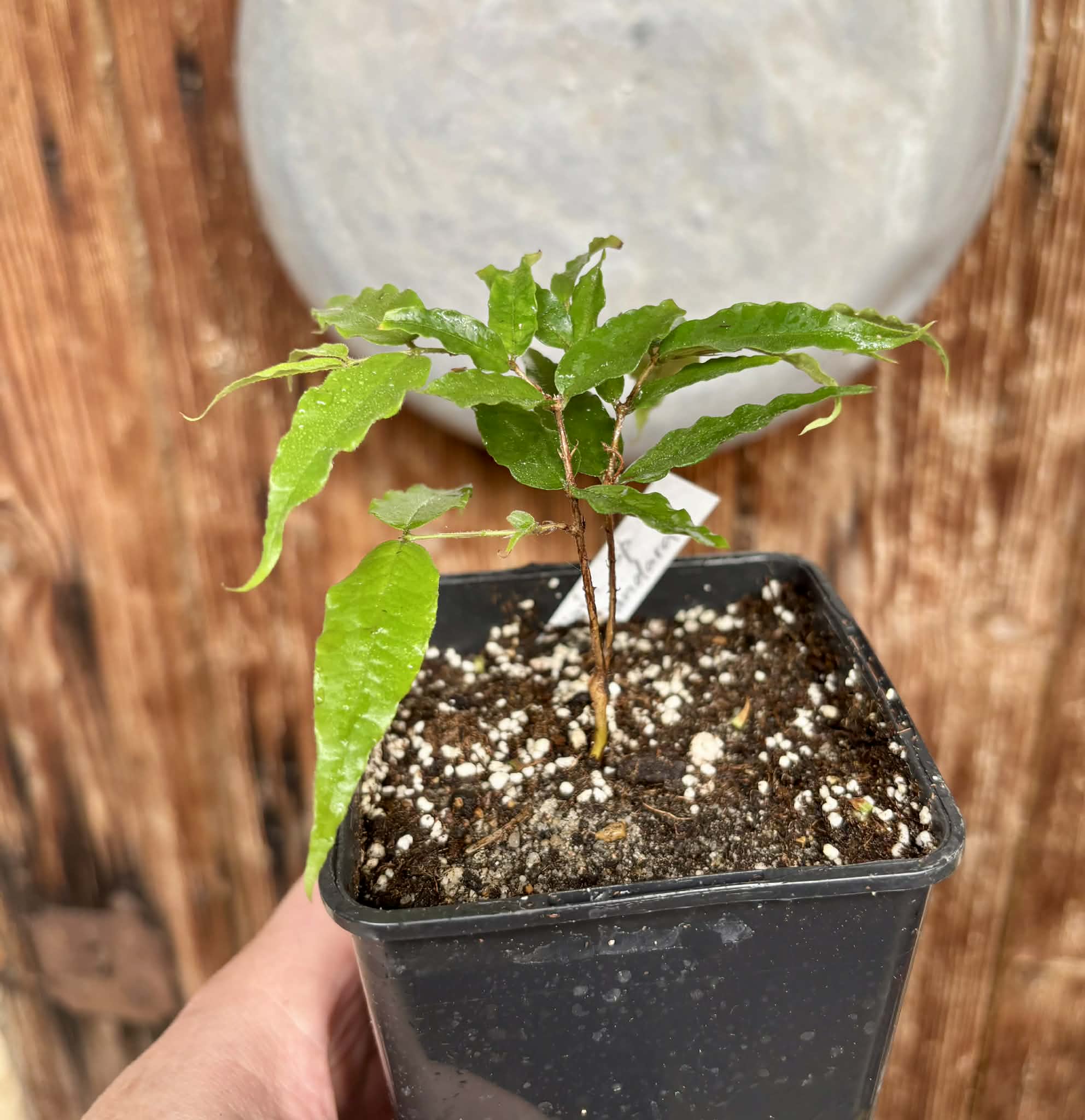 Plinia sp Dandara -  1 potted seedling / 1 getopfter Sämling