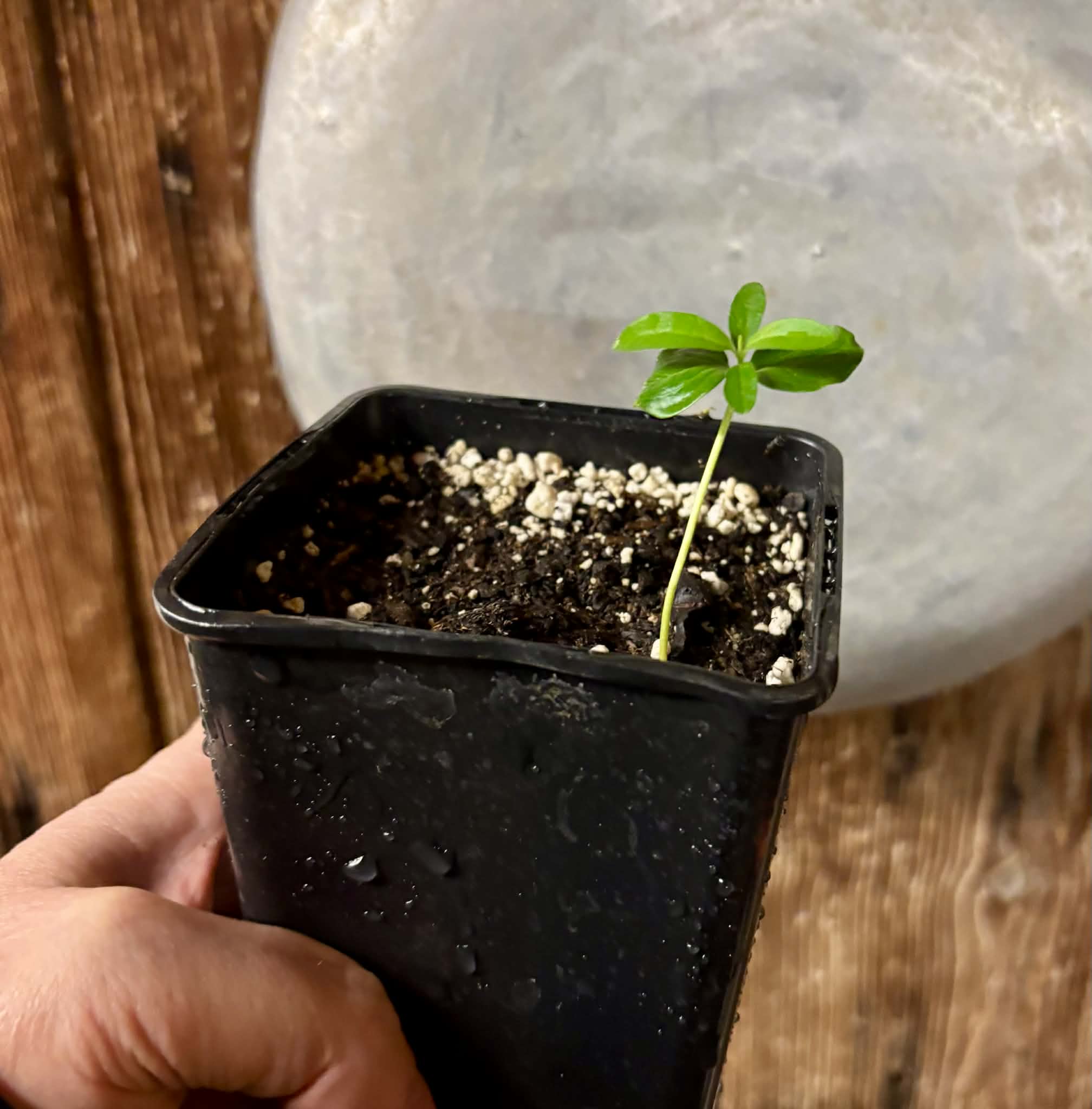 Kei Apple (Dovyalis caffra) - 1 potted plant / 1 getopfte Pflanze