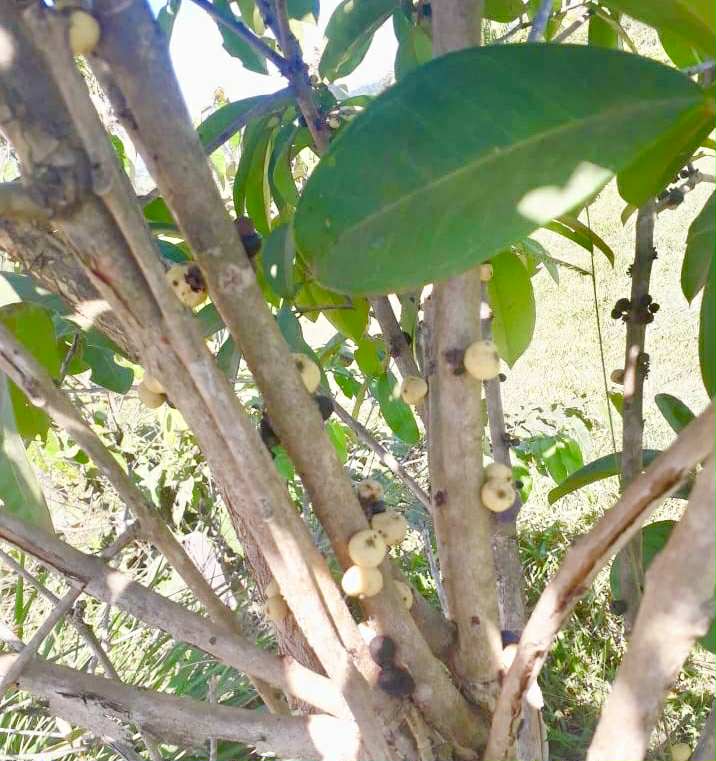 Eugenia sp cauliflor Rondonia - 1 fresh seed / 1 frischer Samen