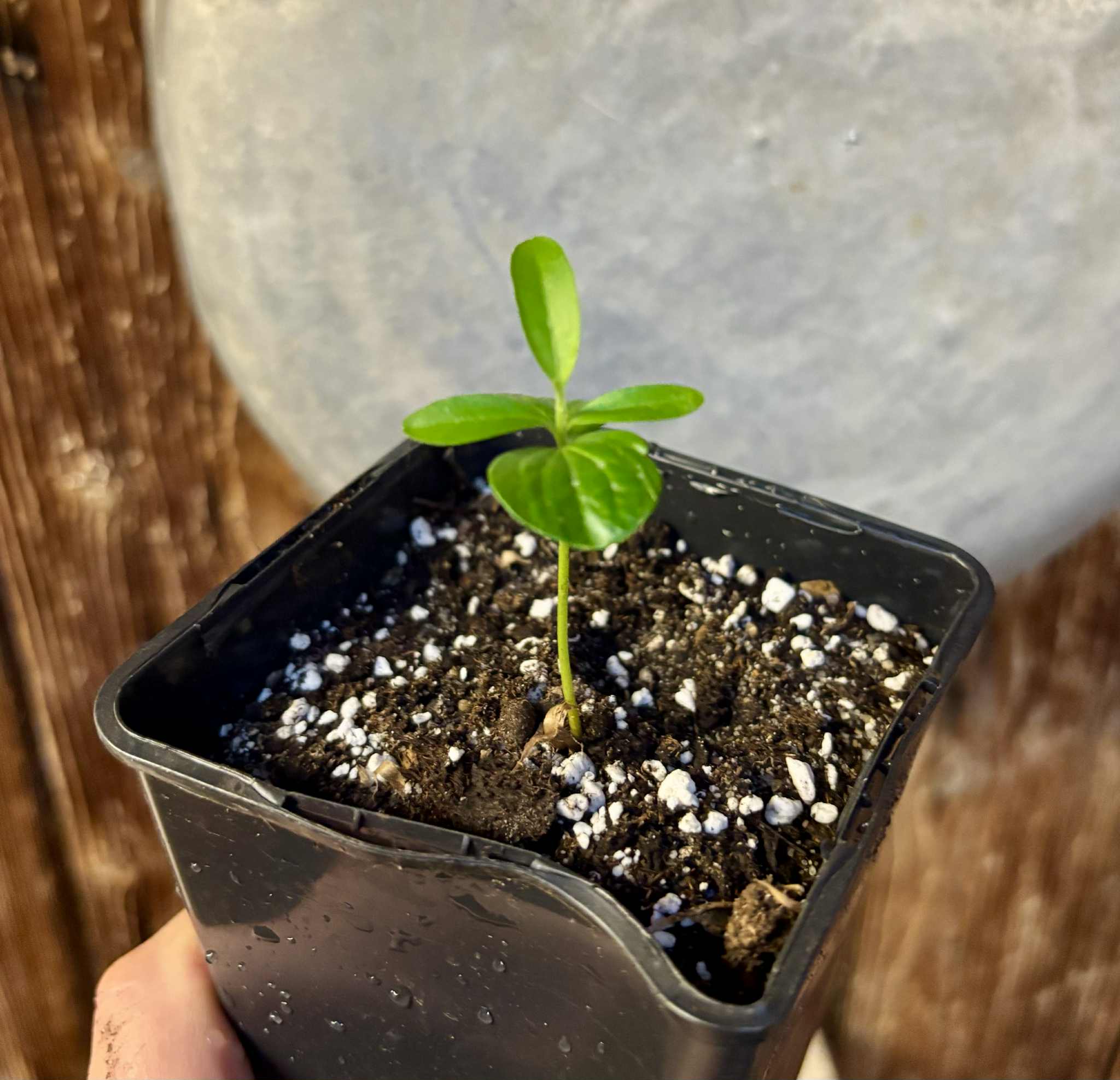 Kei Apple (Dovyalis caffra) - 1 potted plant / 1 getopfte Pflanze