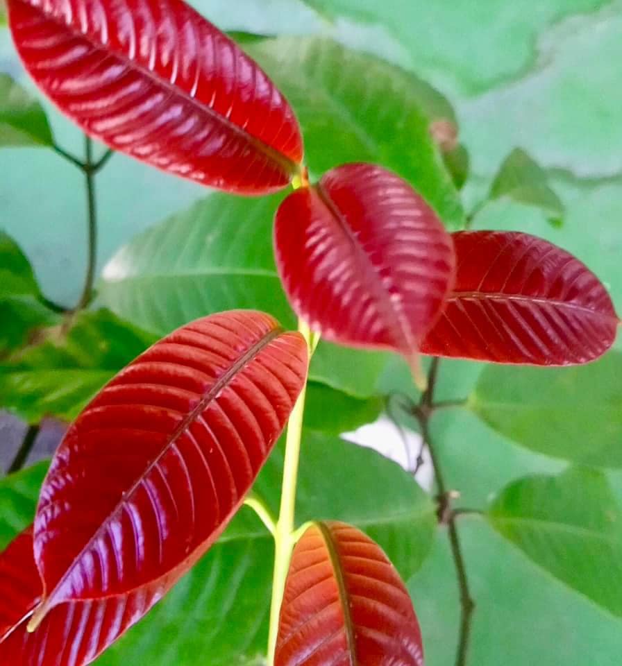 Kuy (Willughbeia edulis) -   1 fresh seed / 1 frischer Samen