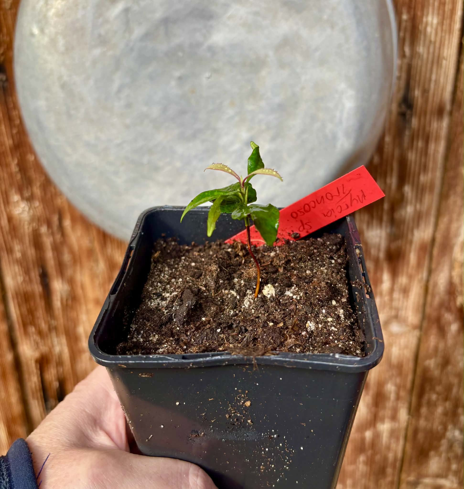Myrcia sp Trancoso -  1 potted seedling / 1 getopfter Sämling
